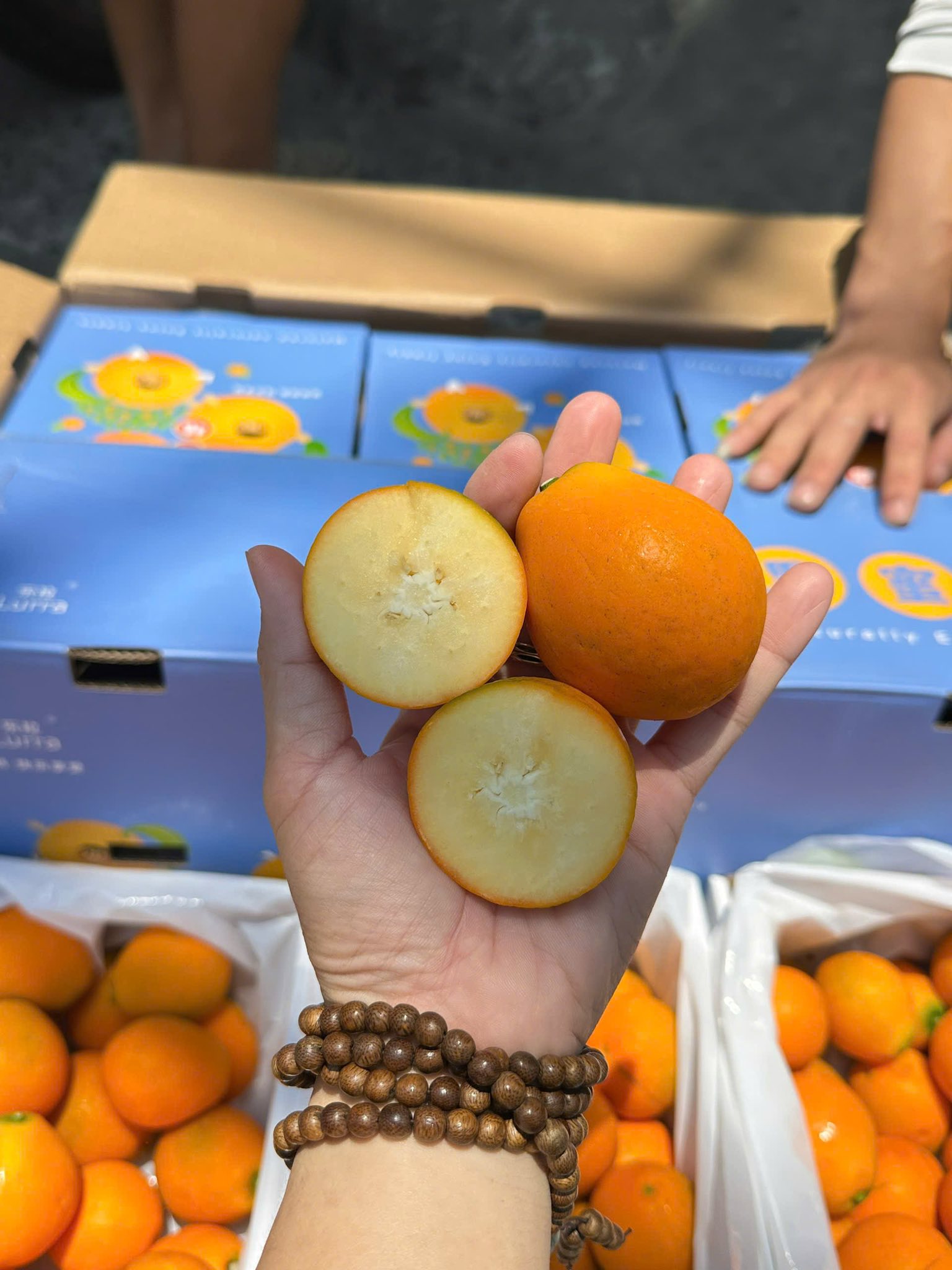 Kim Quất Đài Loan Khổng Lồ 