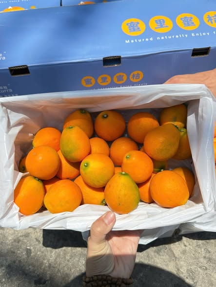 Kim Quất Đài Loan Khổng Lồ 