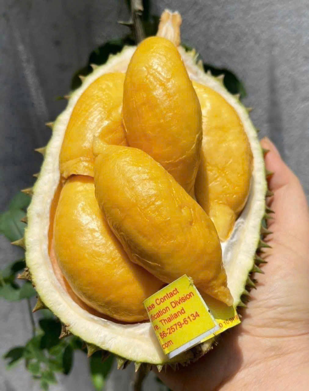 Sầu Riêng Thái Lan Fumani