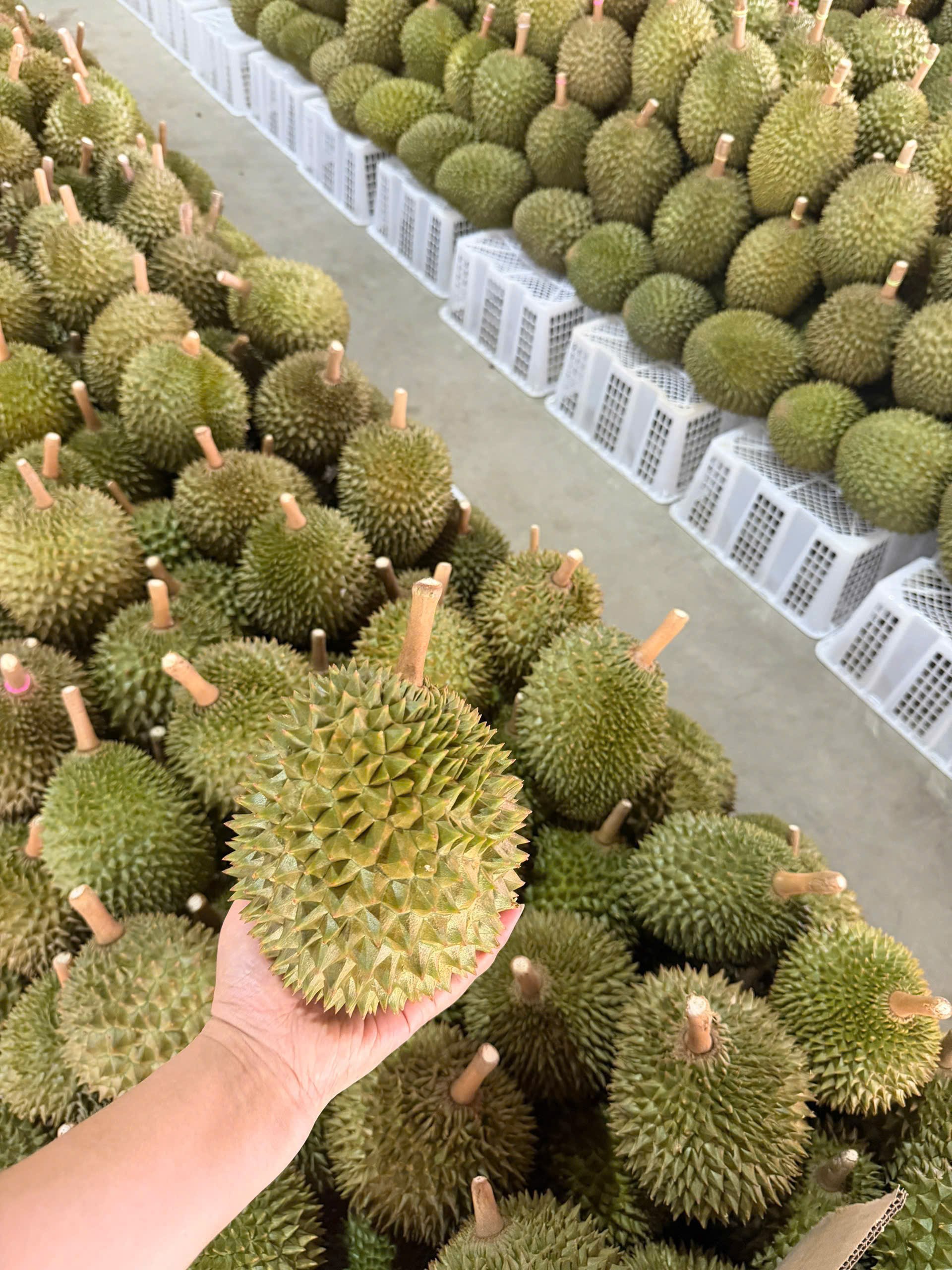 Sầu Riêng Thái Lan Fumani