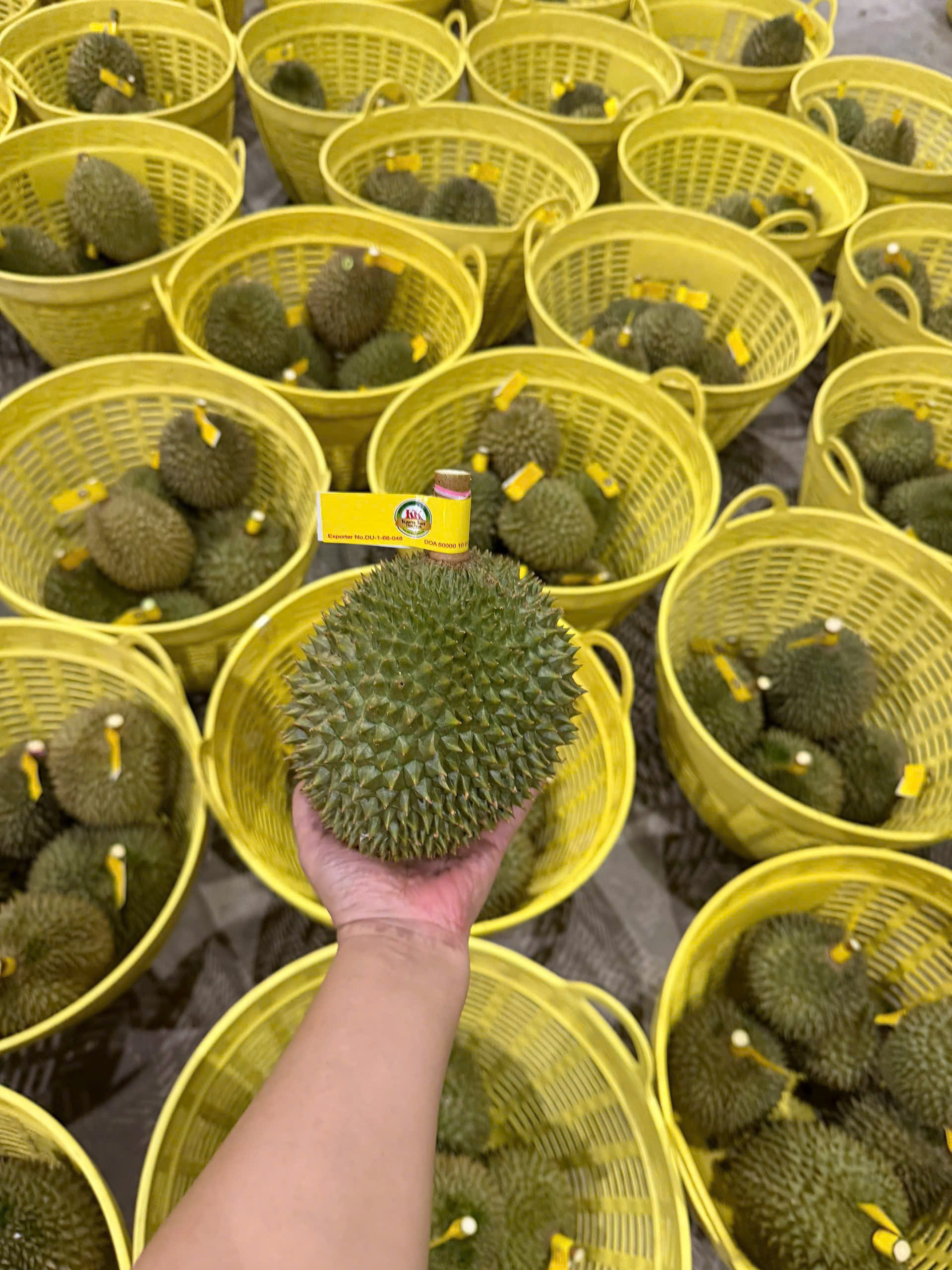 Sầu Riêng Thái Lan Fumani