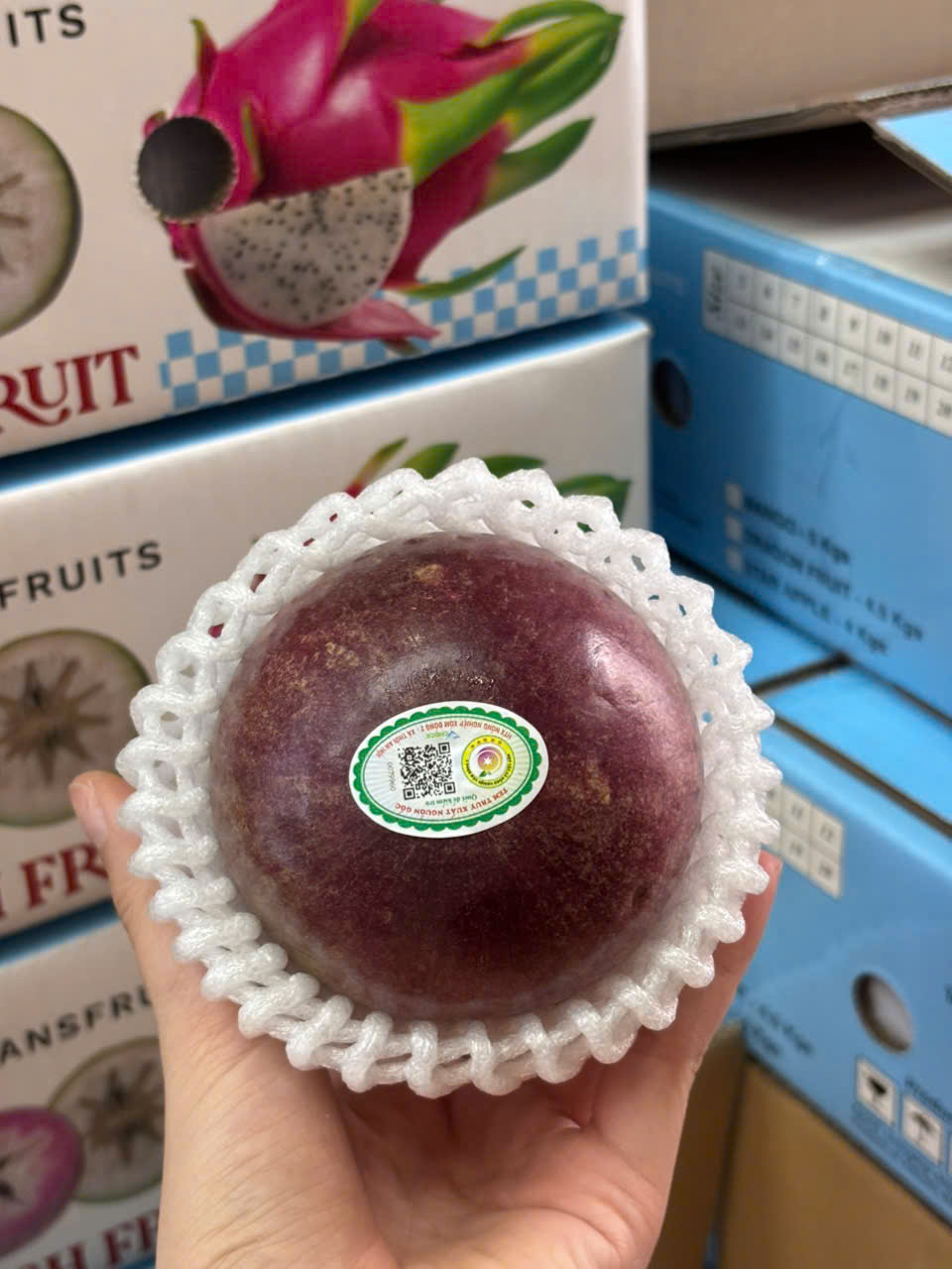 Vú Sữa Bách Thảo