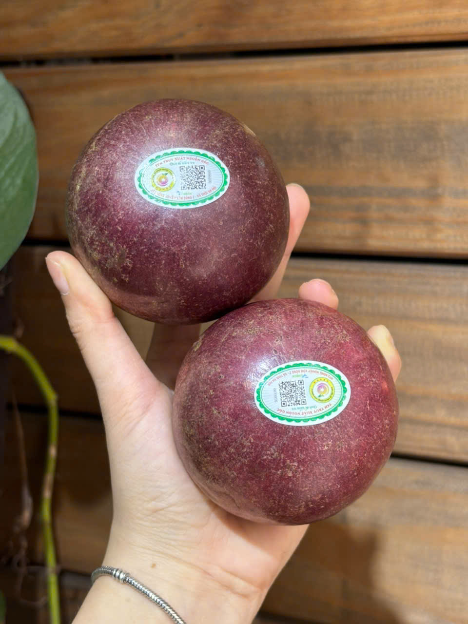 Vú Sữa Bách Thảo