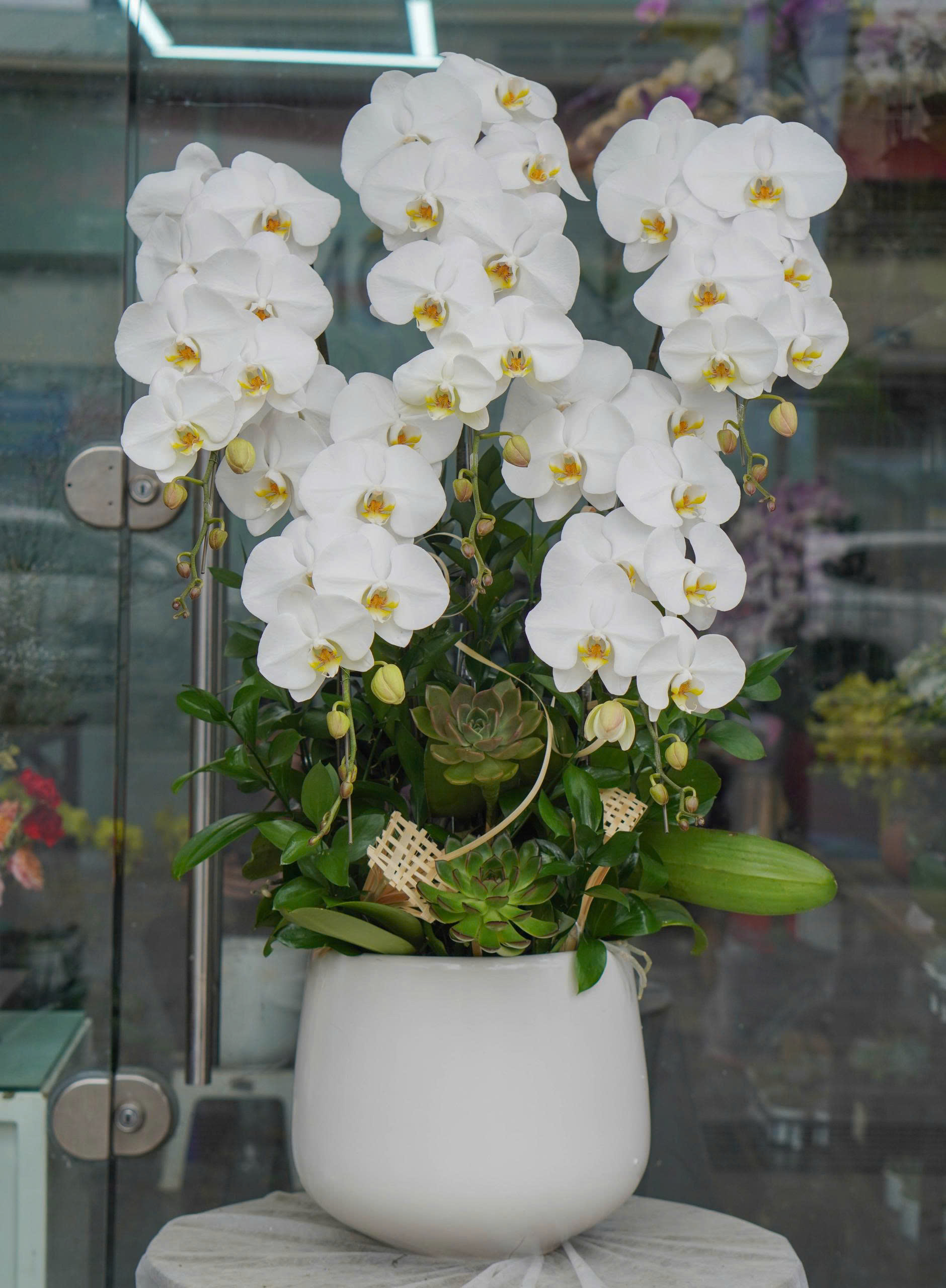 Chậu Lan Hồ Điệp KG20