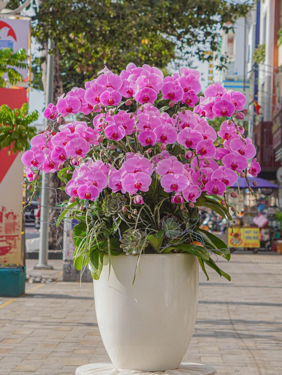 Chậu Lan Hồ Điệp KG05