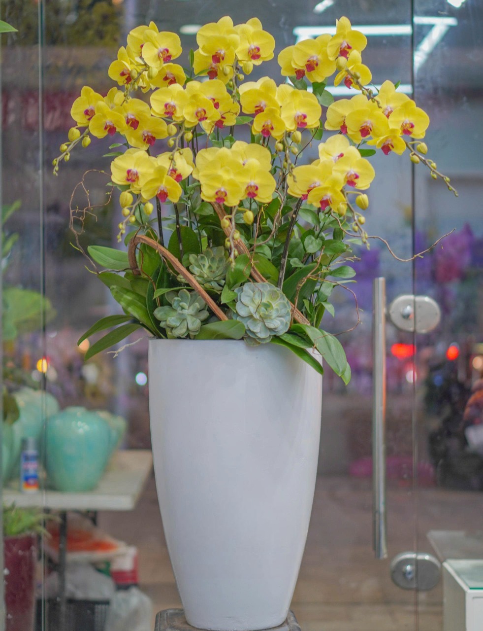 Chậu Lan Hồ Điệp KG27