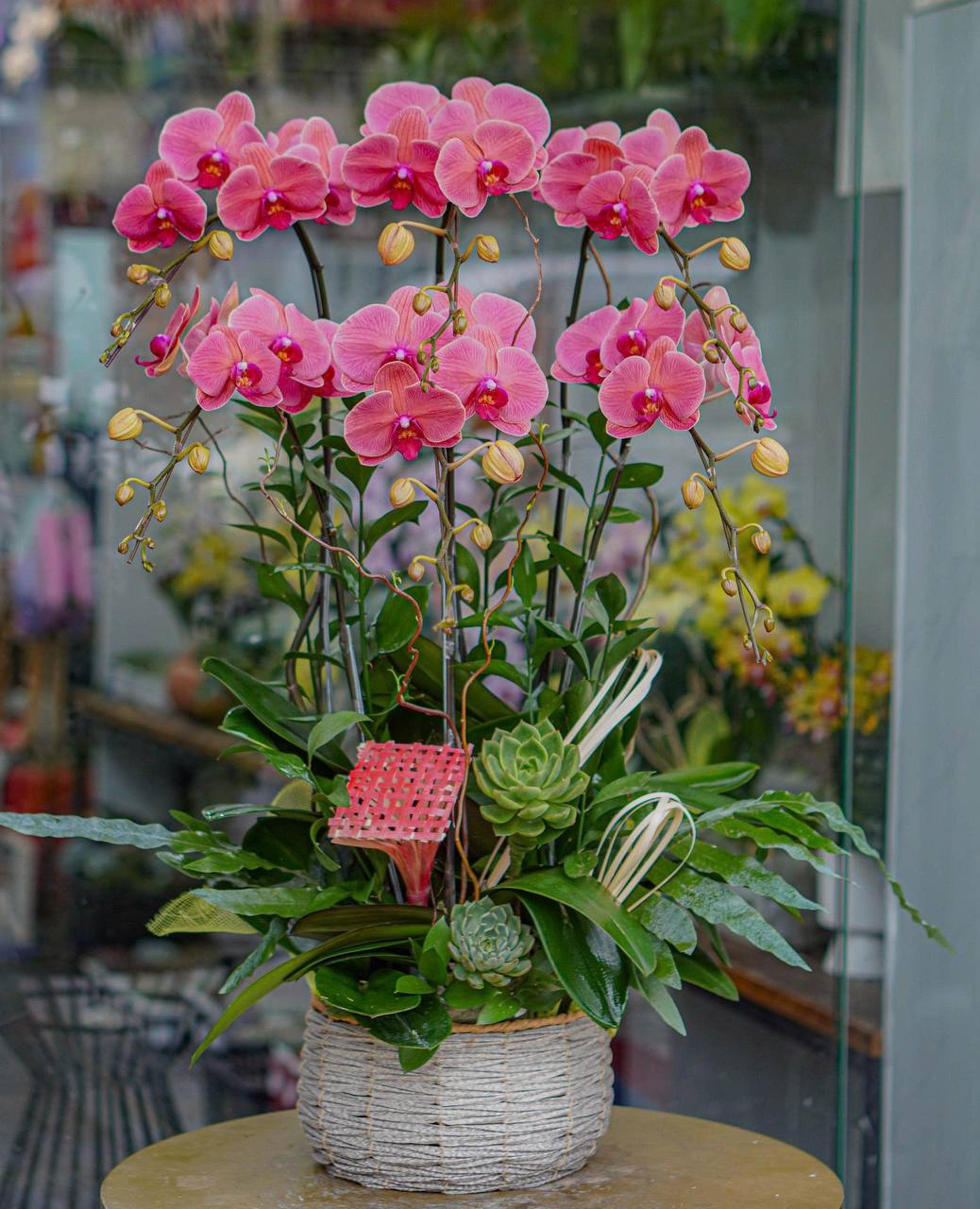 Chậu Lan Hồ Điệp KG24