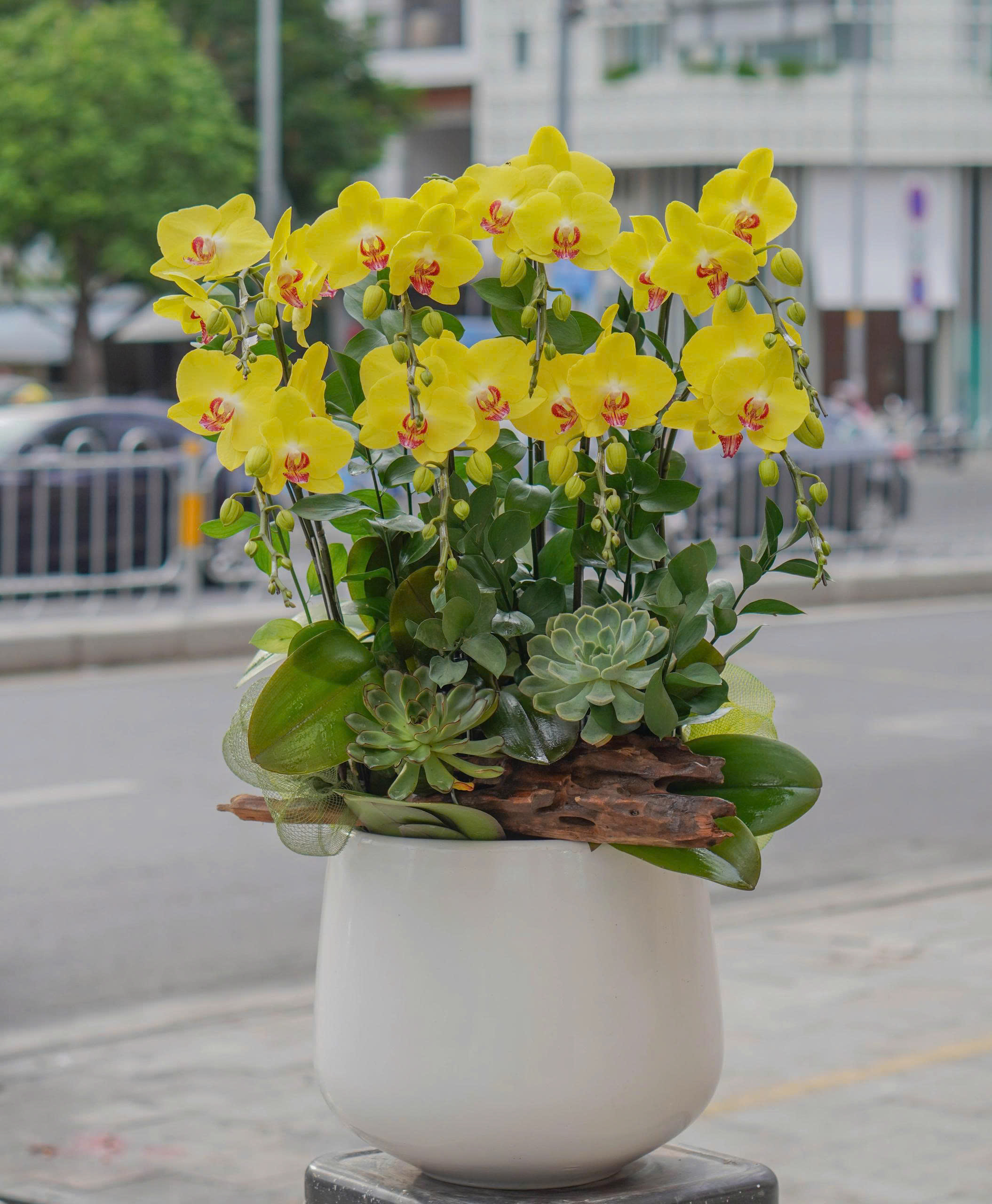 Chậu Lan Hồ Điệp KG12