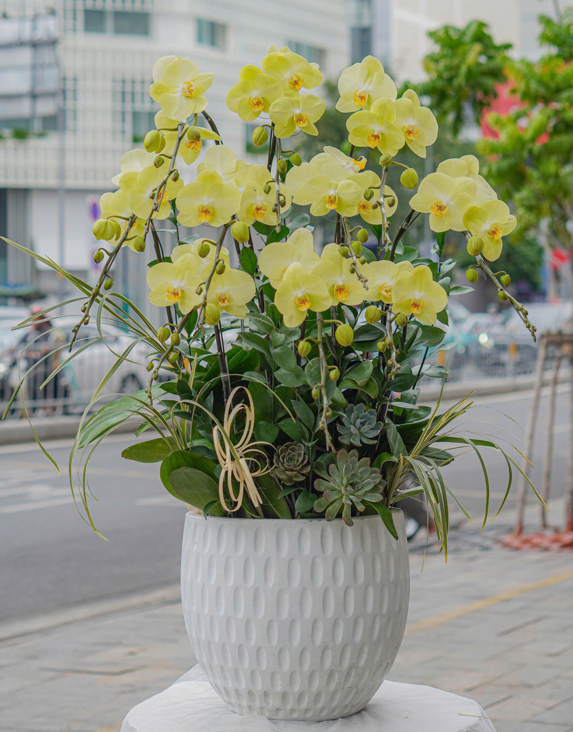 Chậu Lan Hồ Điệp KG26