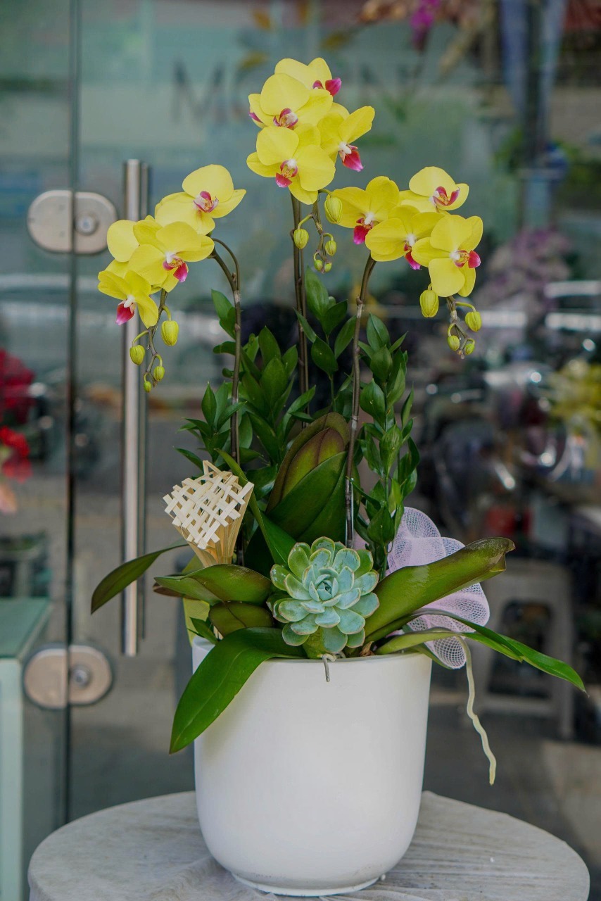Chậu Lan Hồ Điệp KG19