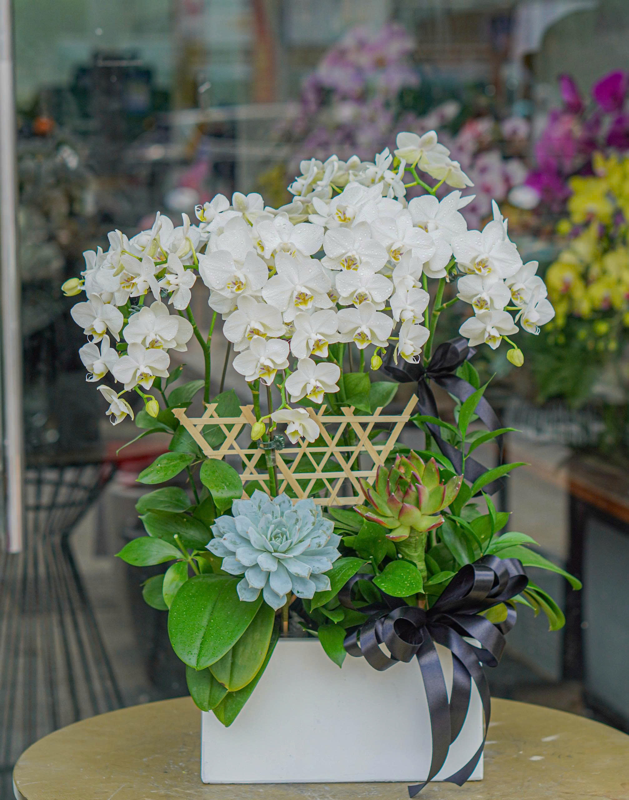 Chậu Lan Hồ Điệp KG30