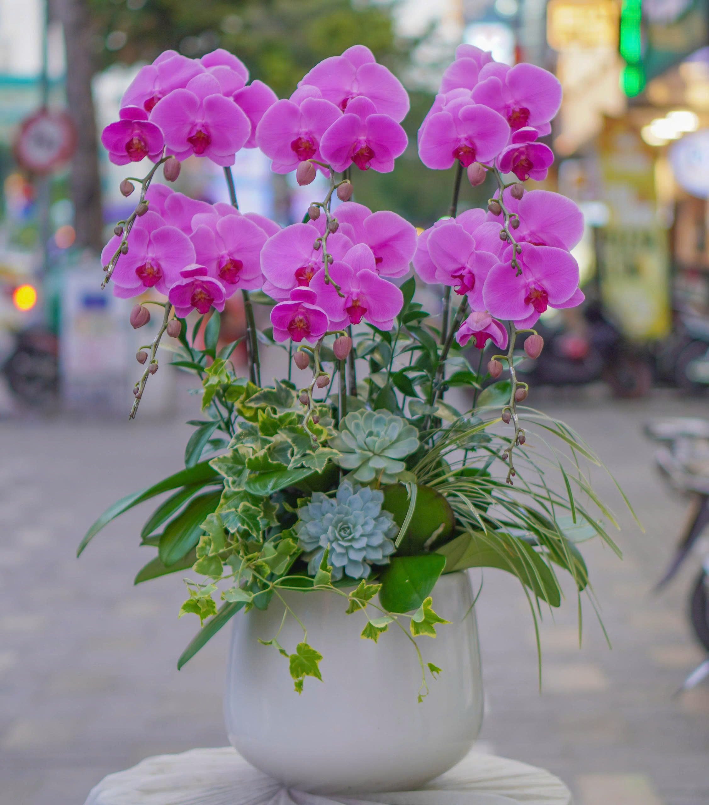 Chậu Lan Hồ Điệp KG07