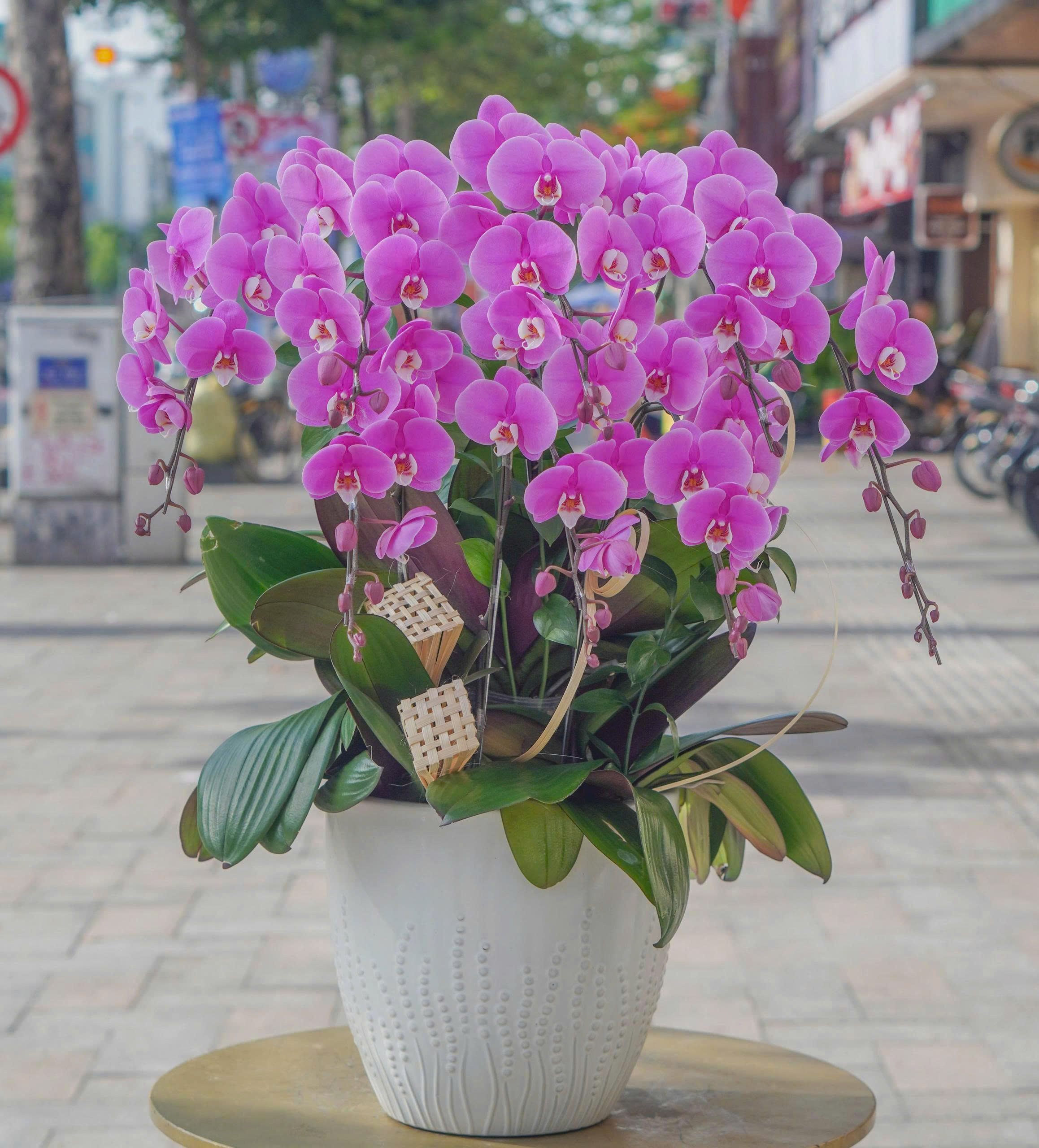 Chậu Lan Hồ Điệp KG18