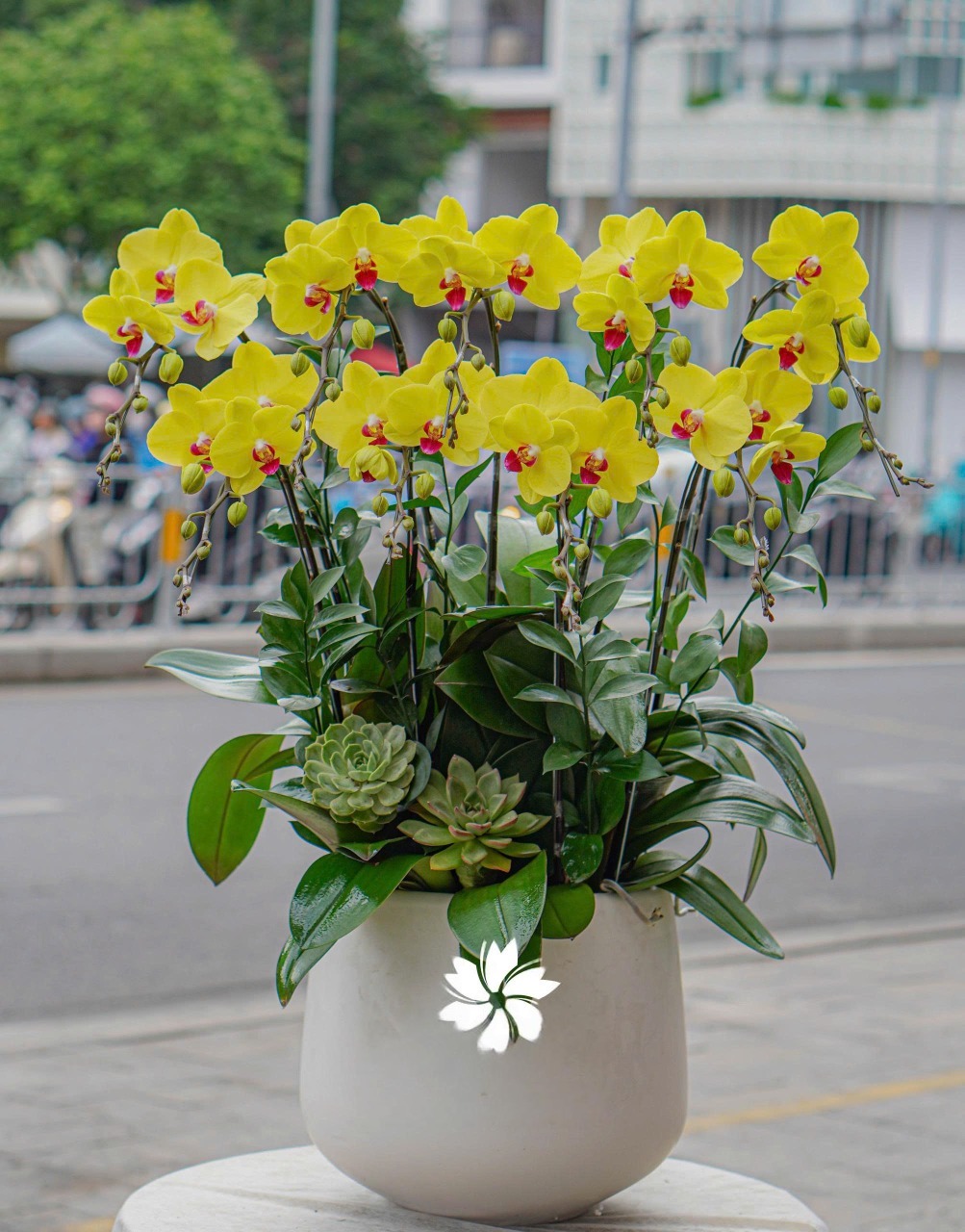 Chậu Lan Hồ Điệp KG09