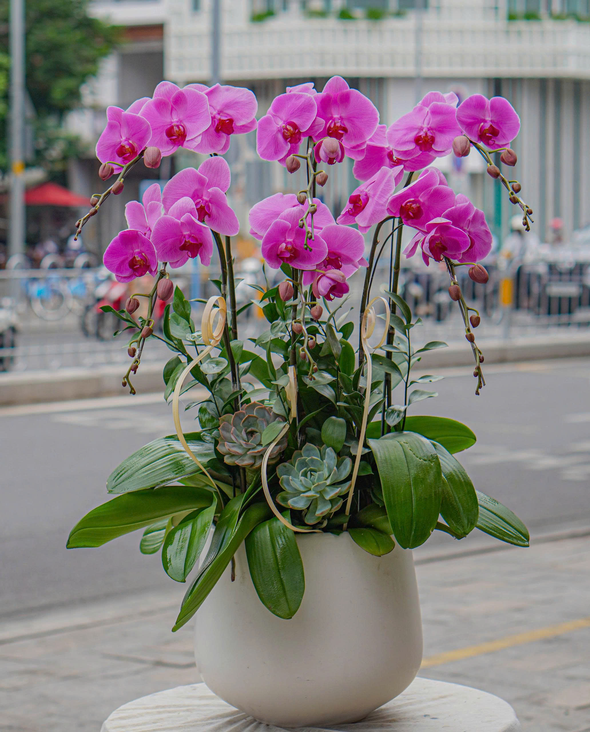 Chậu Lan Hồ Điệp KG10