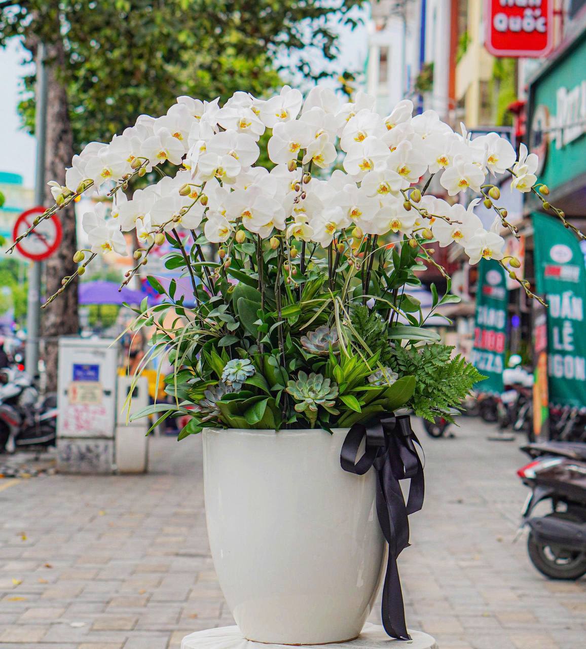 Chậu Lan Hồ Điệp KG31
