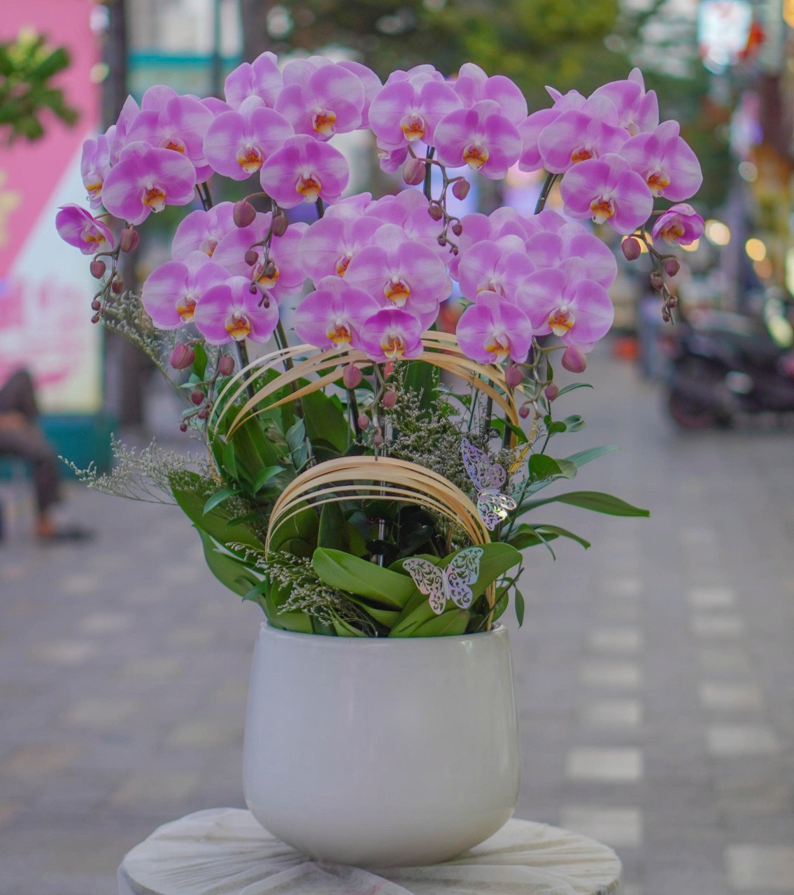 Chậu Lan Hồ Điệp KG08