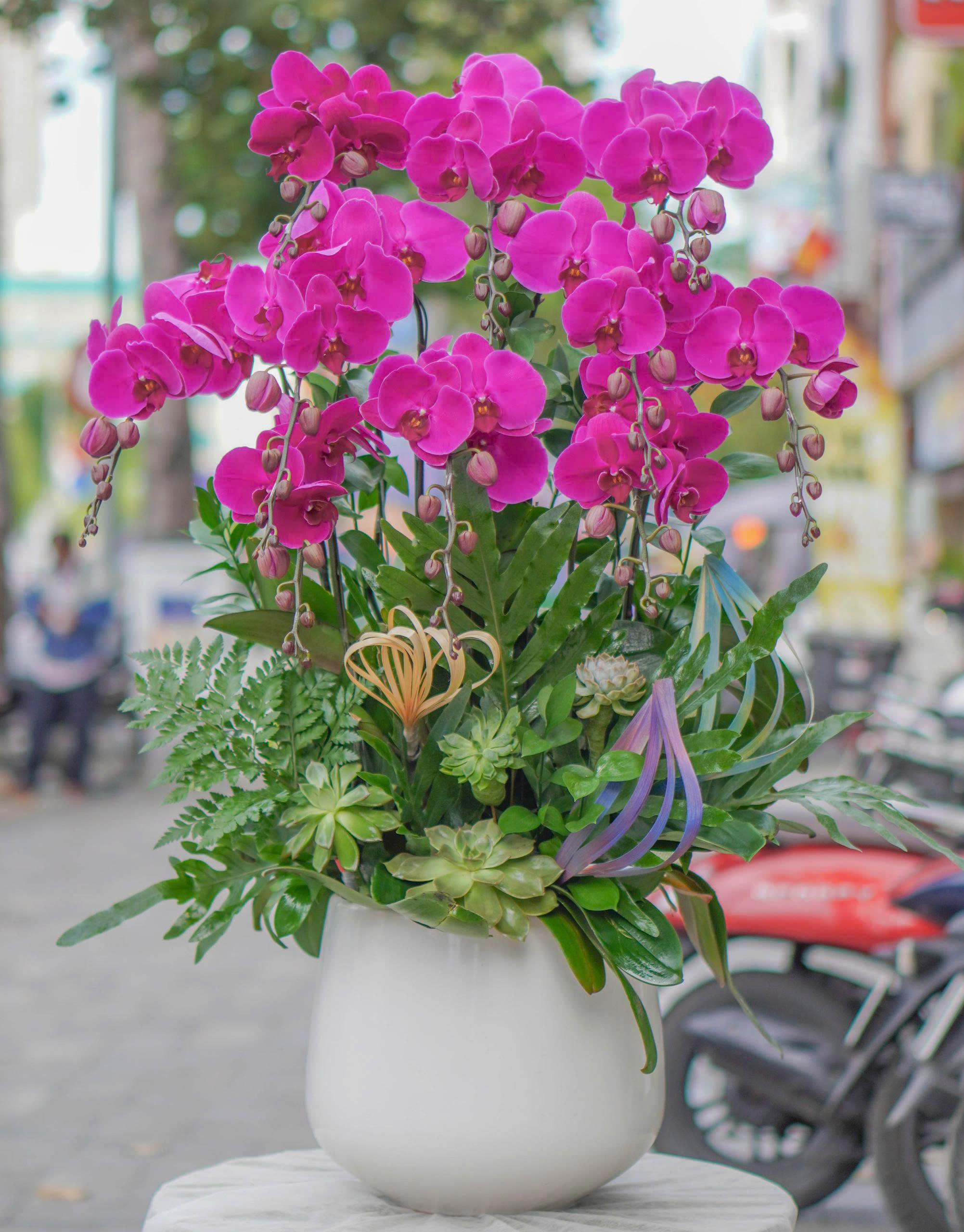 Chậu Lan Hồ Điệp KG33