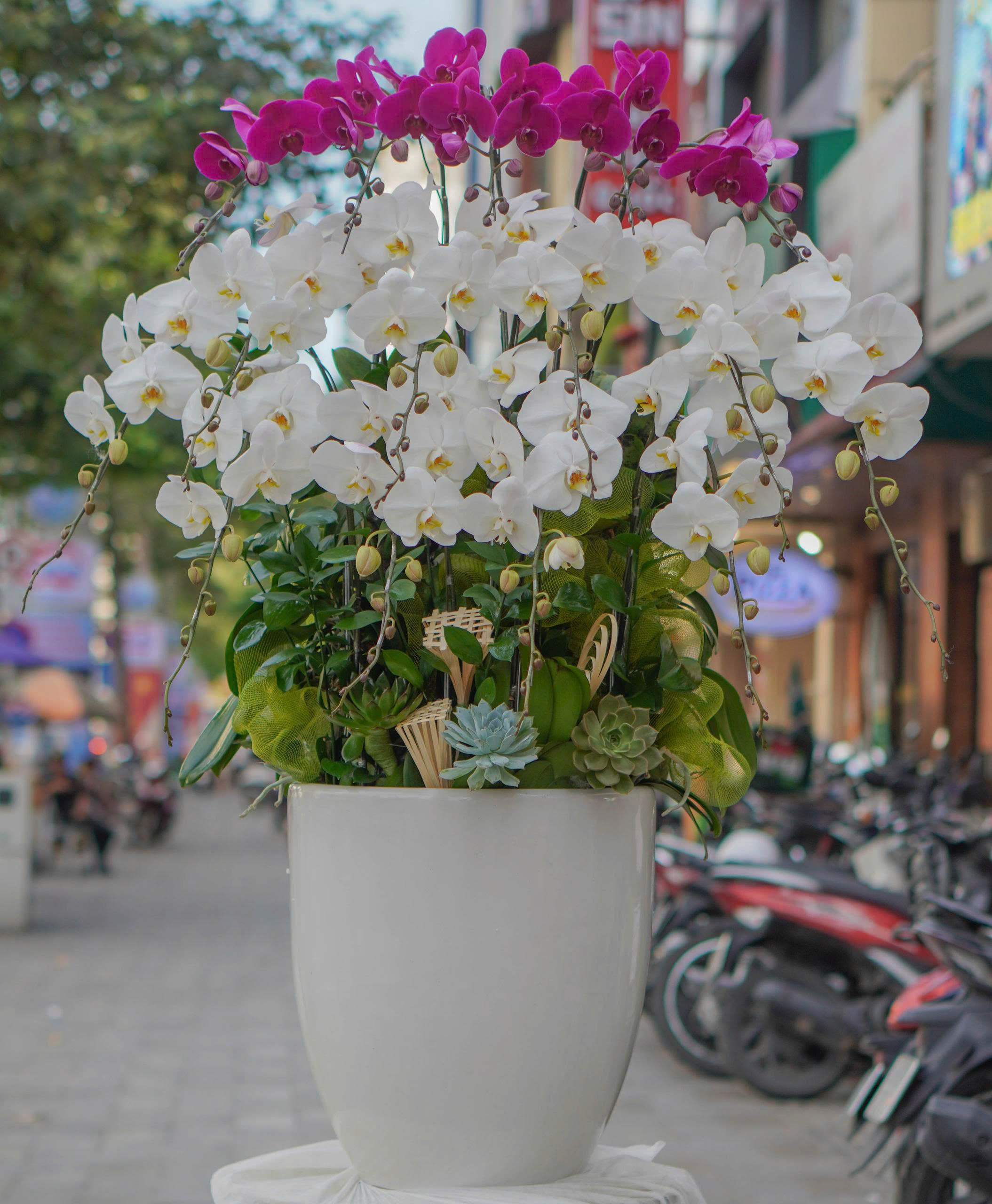 Chậu Lan Hồ Điệp KG35