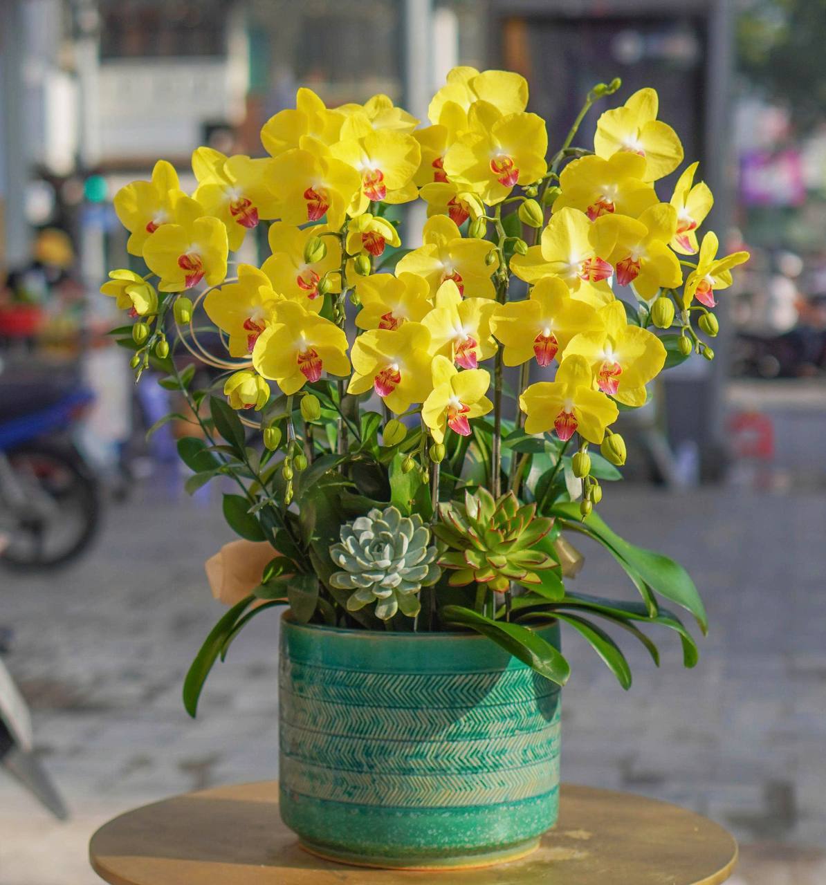 Chậu Lan Hồ Điệp KG58