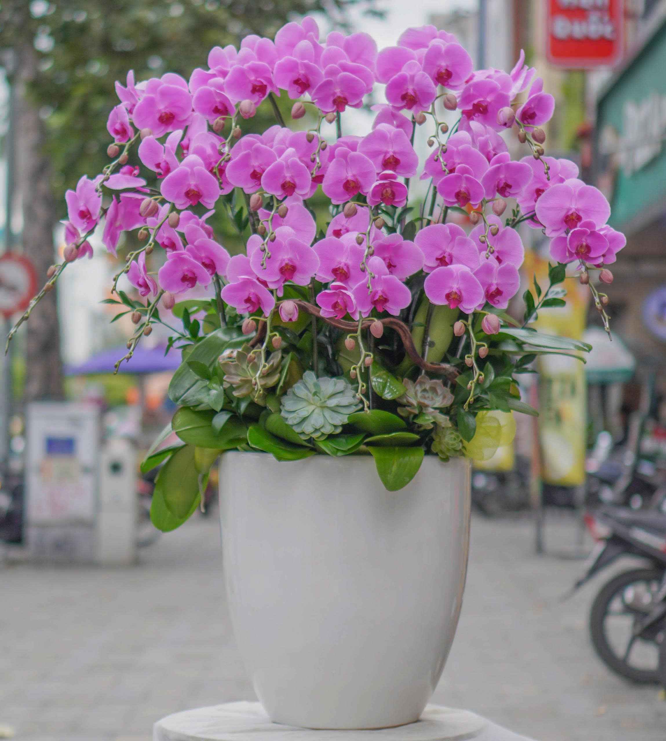 Chậu Lan Hồ Điệp KG44