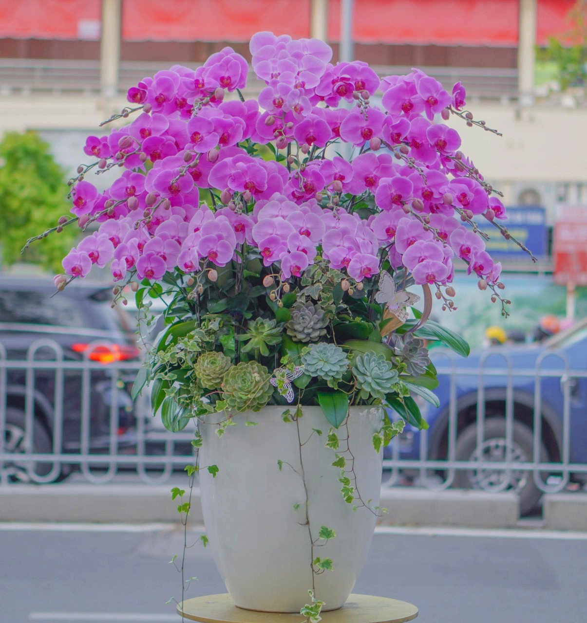 Chậu Lan Hồ Điệp KG49