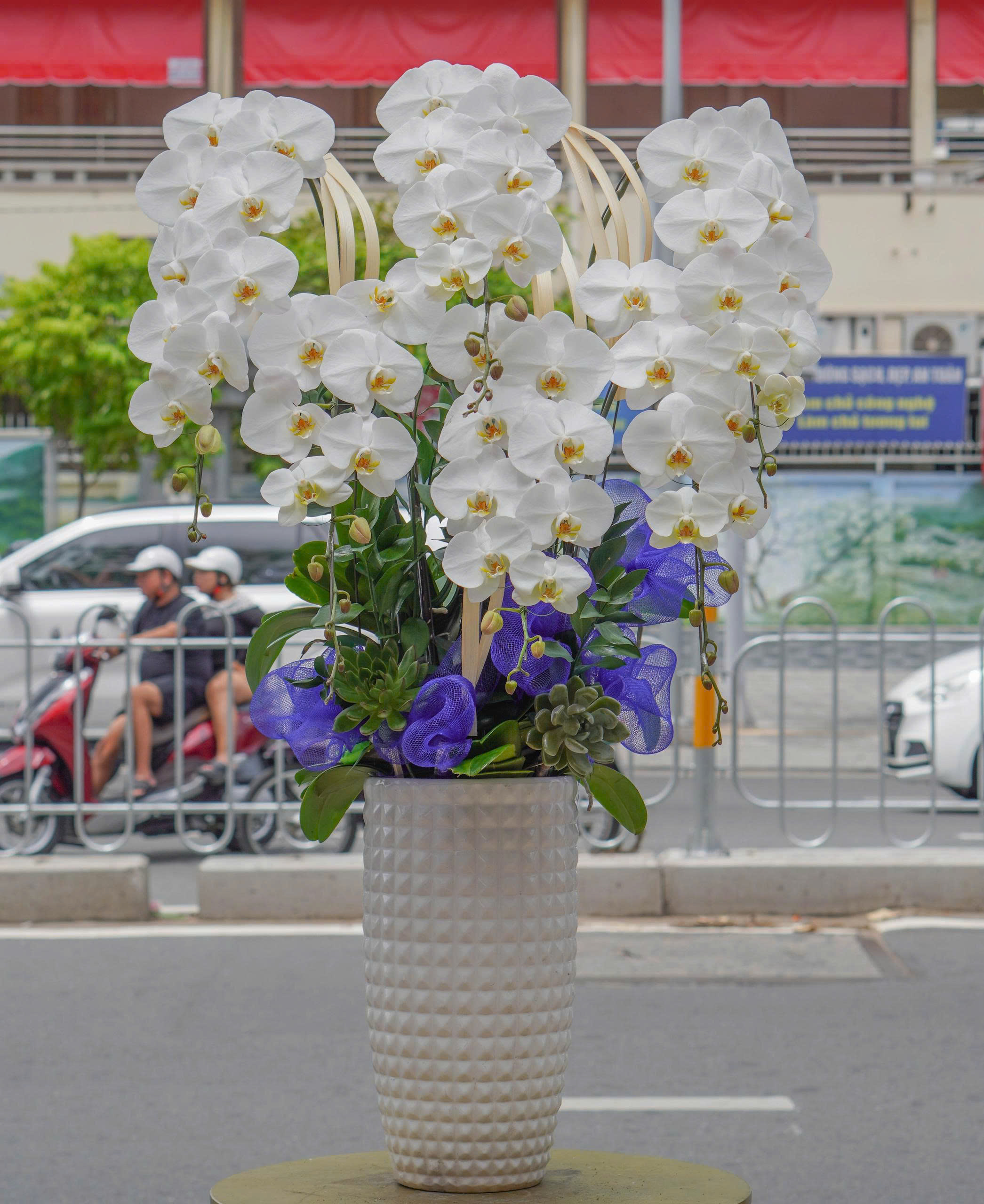 Chậu Lan Hồ Điệp KG37