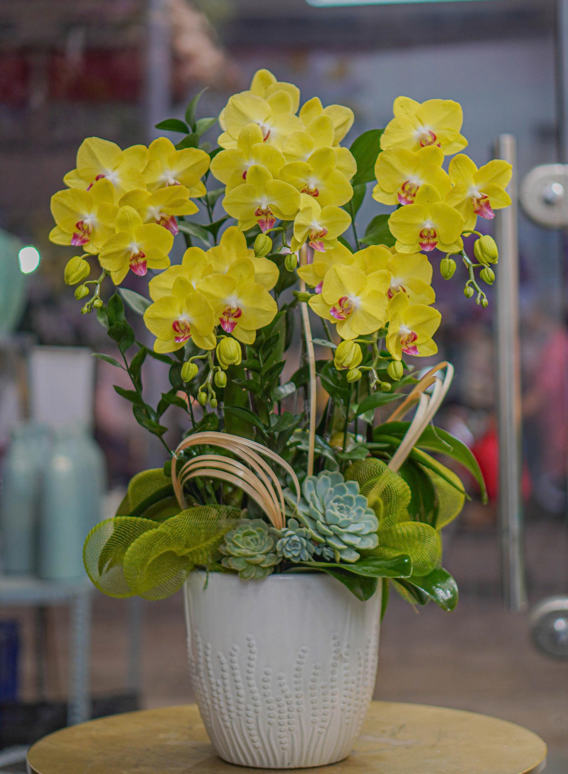 Chậu Lan Hồ Điệp KG51