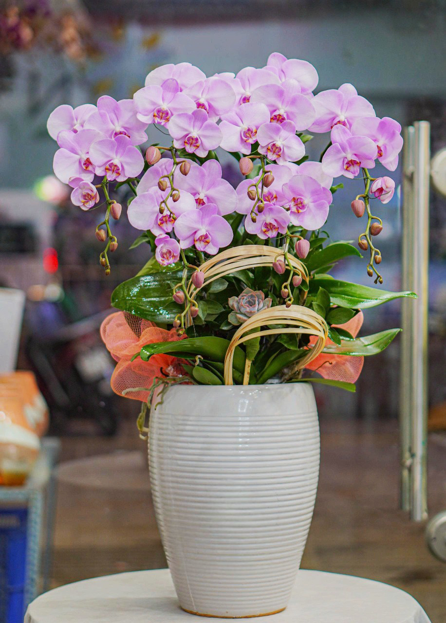 Chậu Lan Hồ Điệp KG40