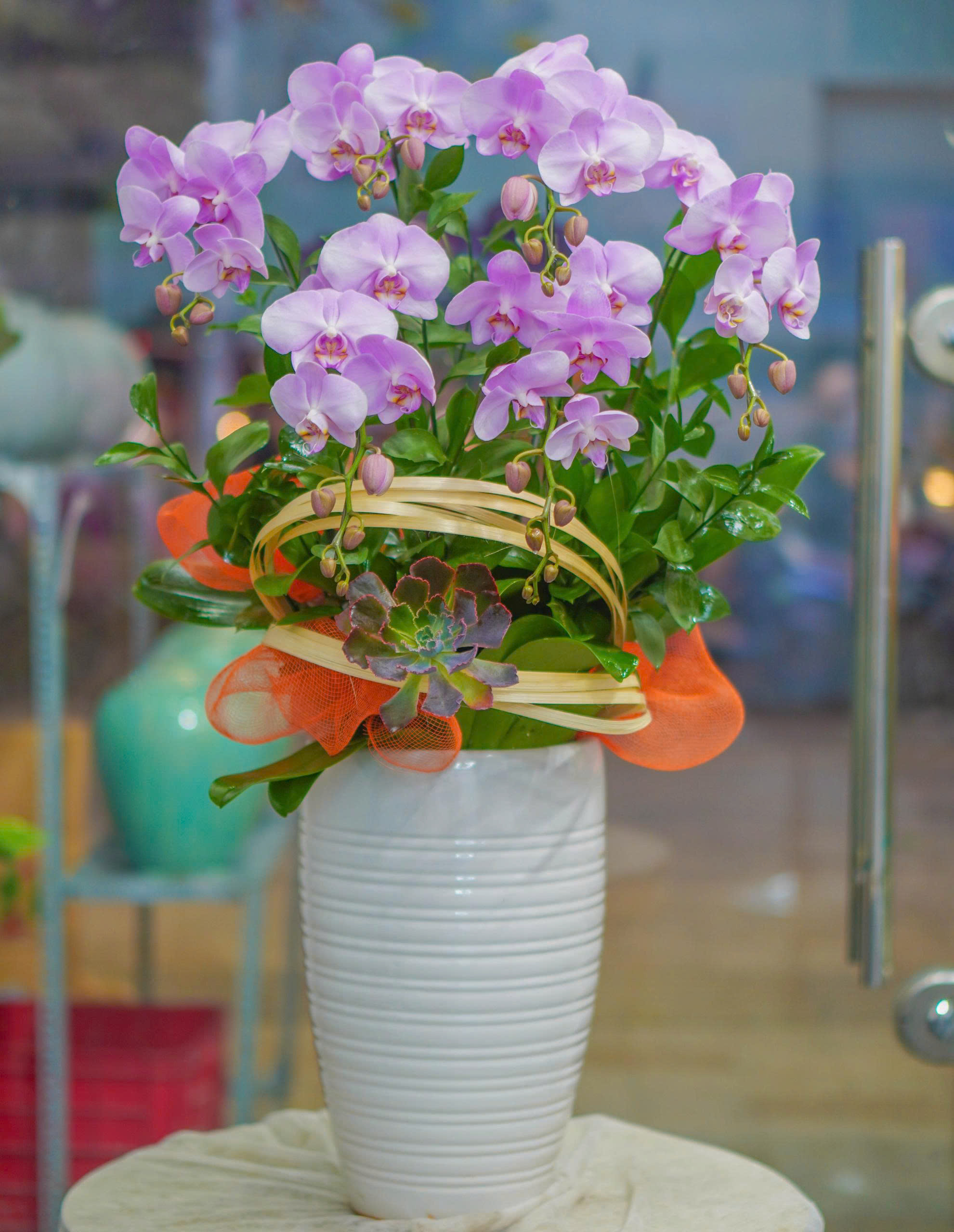 Chậu Lan Hồ Điệp KG34