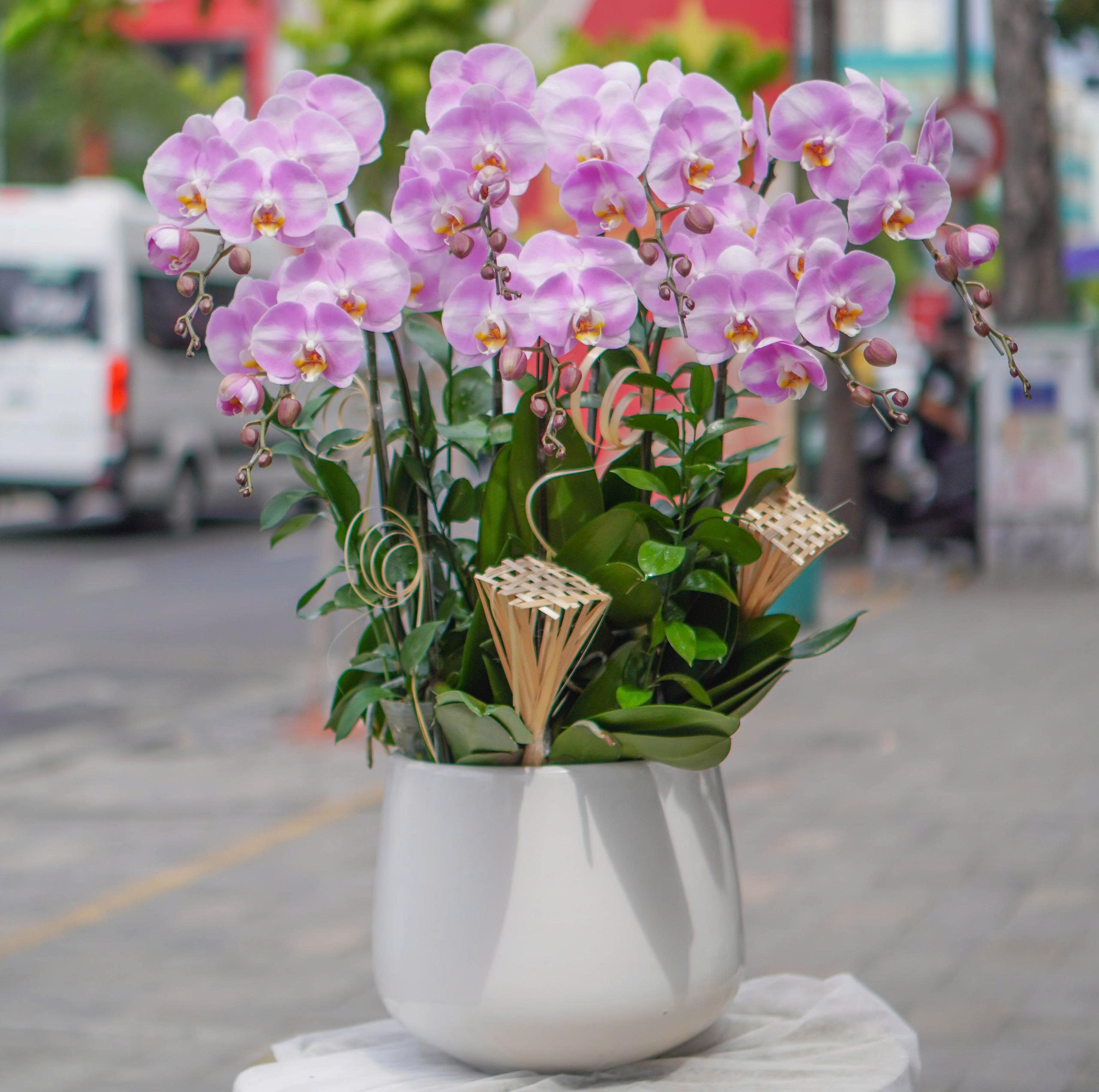 Chậu Lan Hồ Điệp KG36