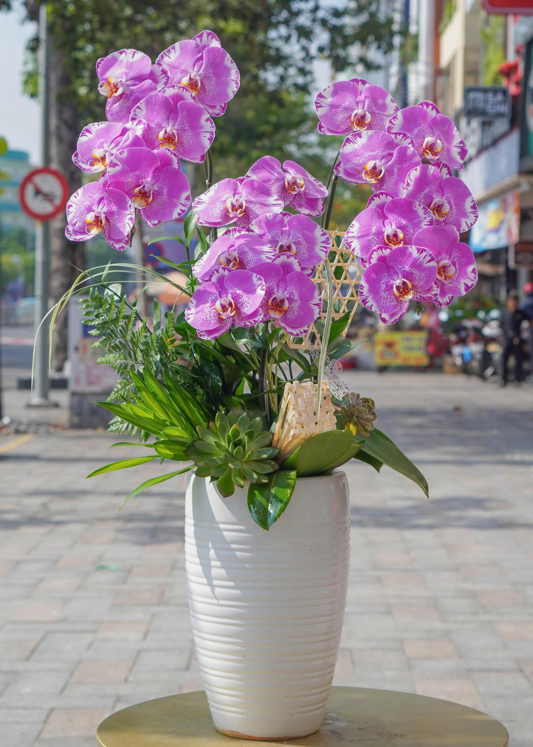 Chậu Lan Hồ Điệp KG53