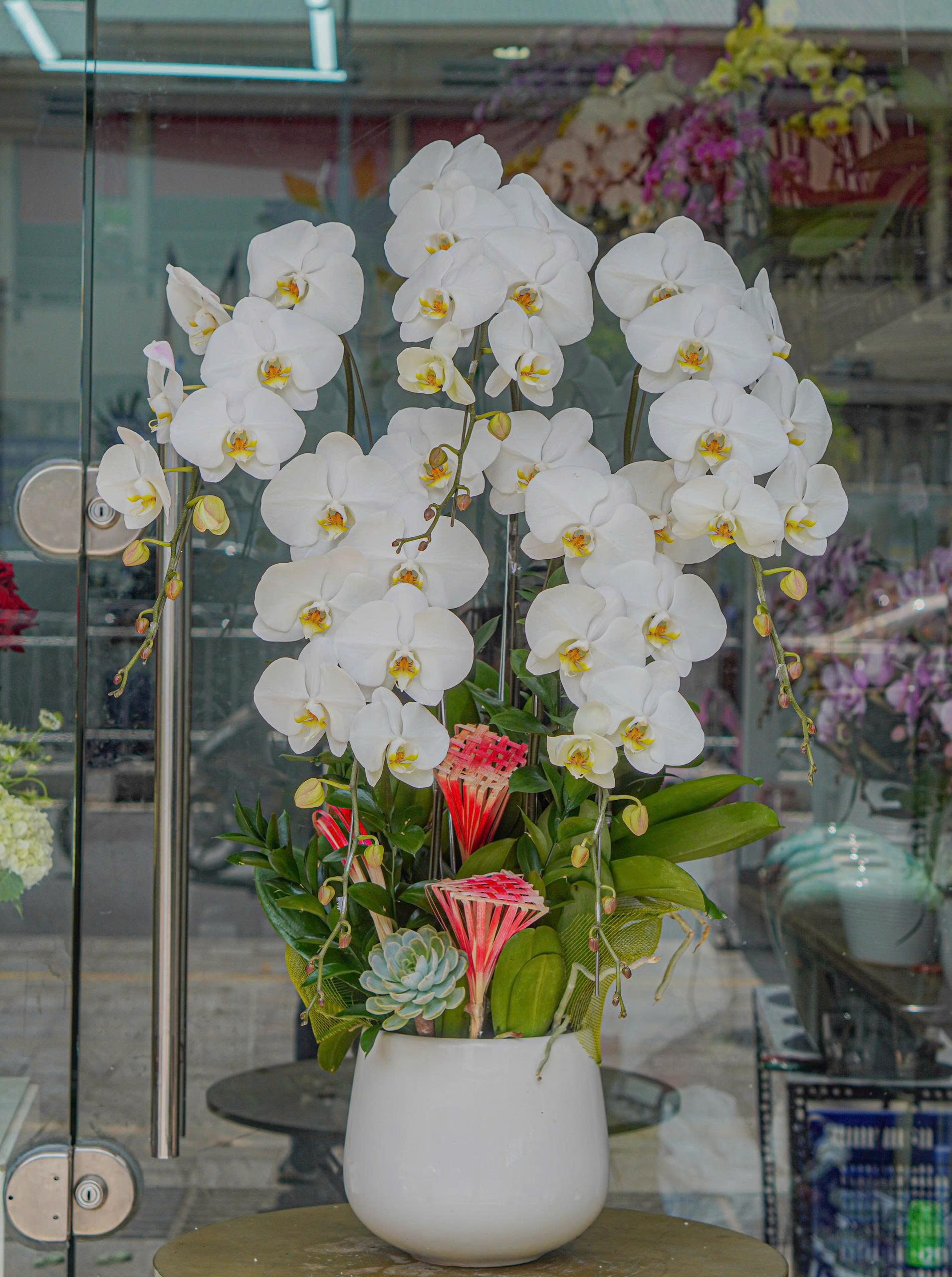 Chậu Lan Hồ Điệp KG42