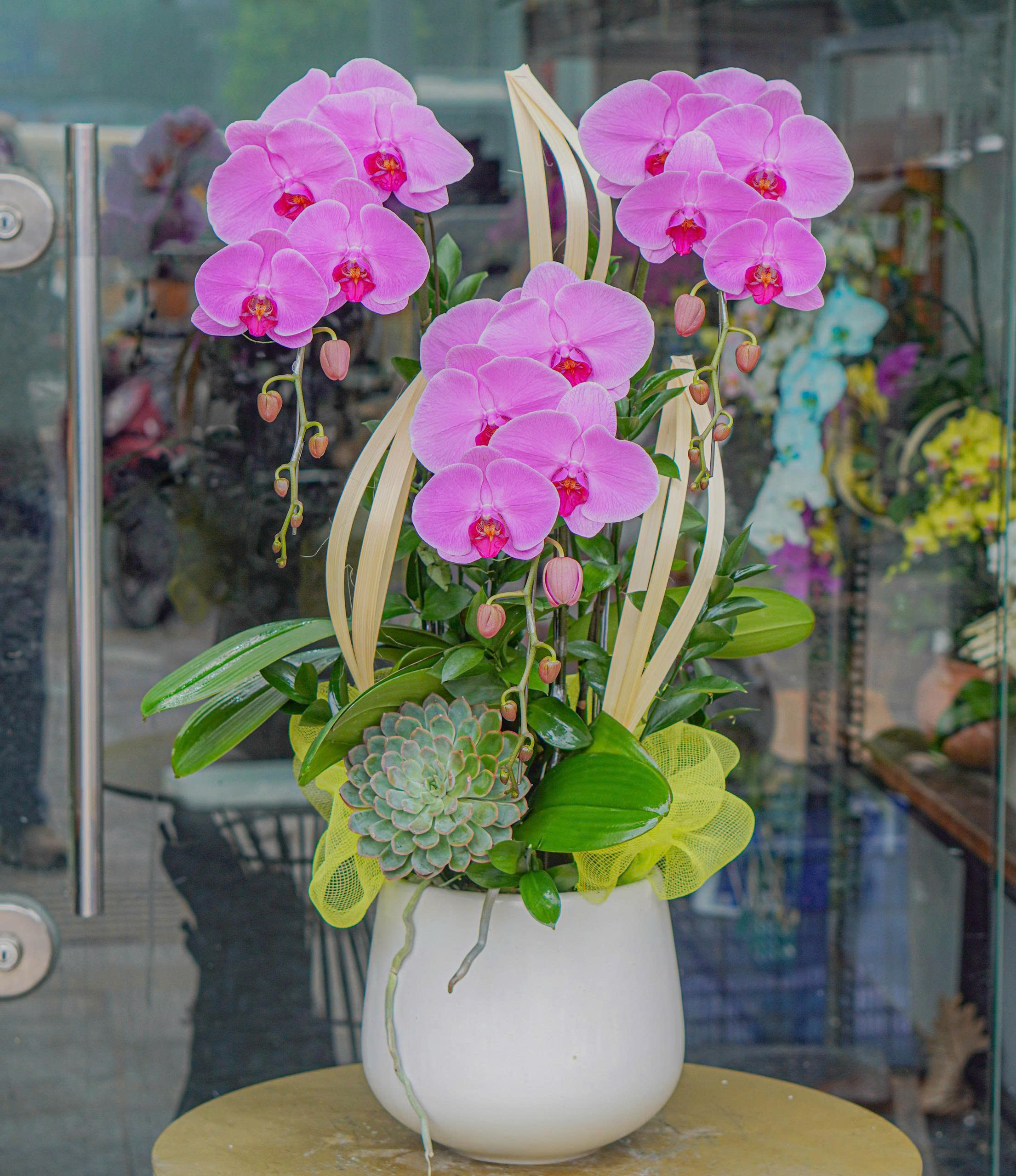 Chậu Lan Hồ Điệp KG48