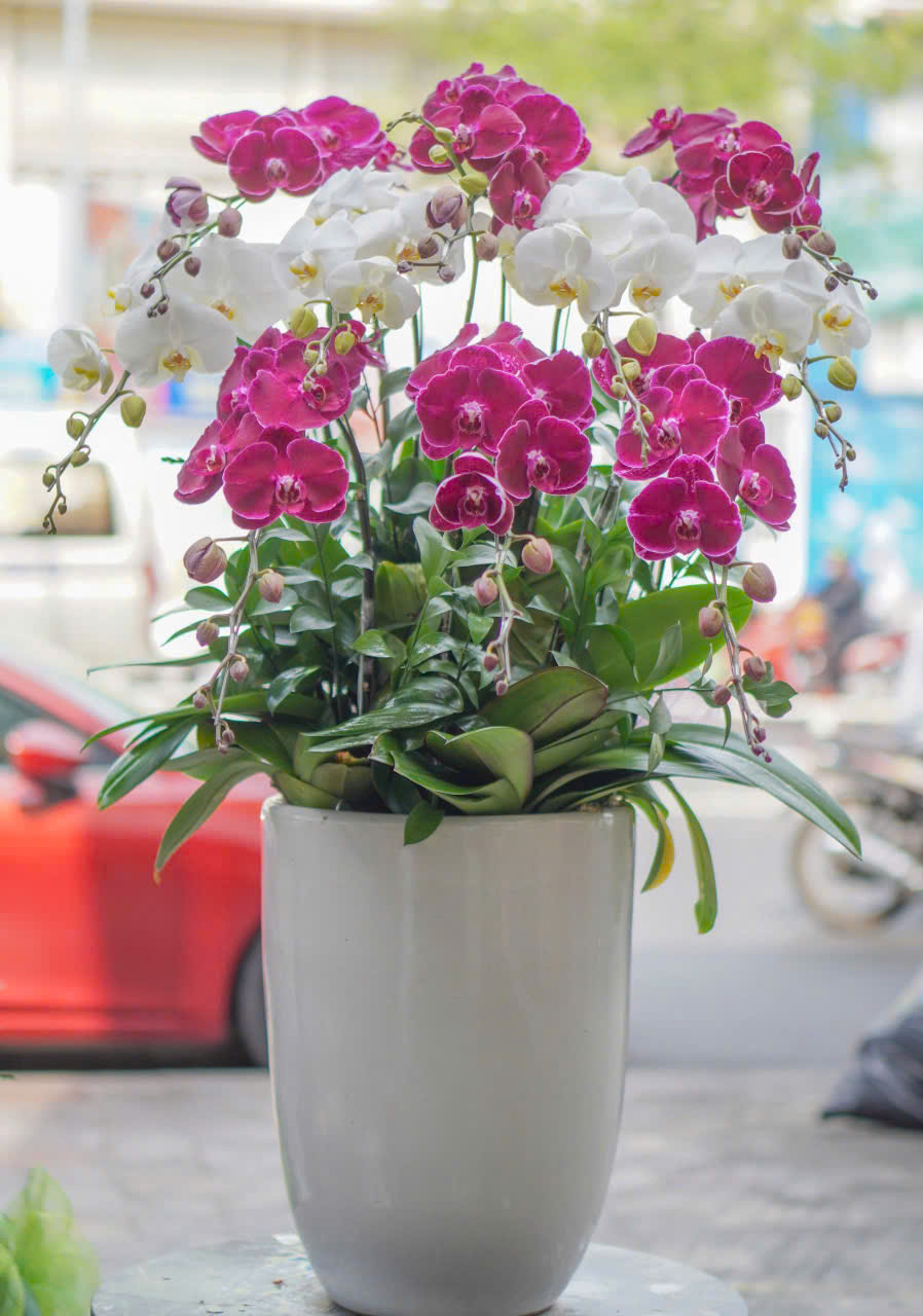 Chậu Lan Hồ Điệp KG43