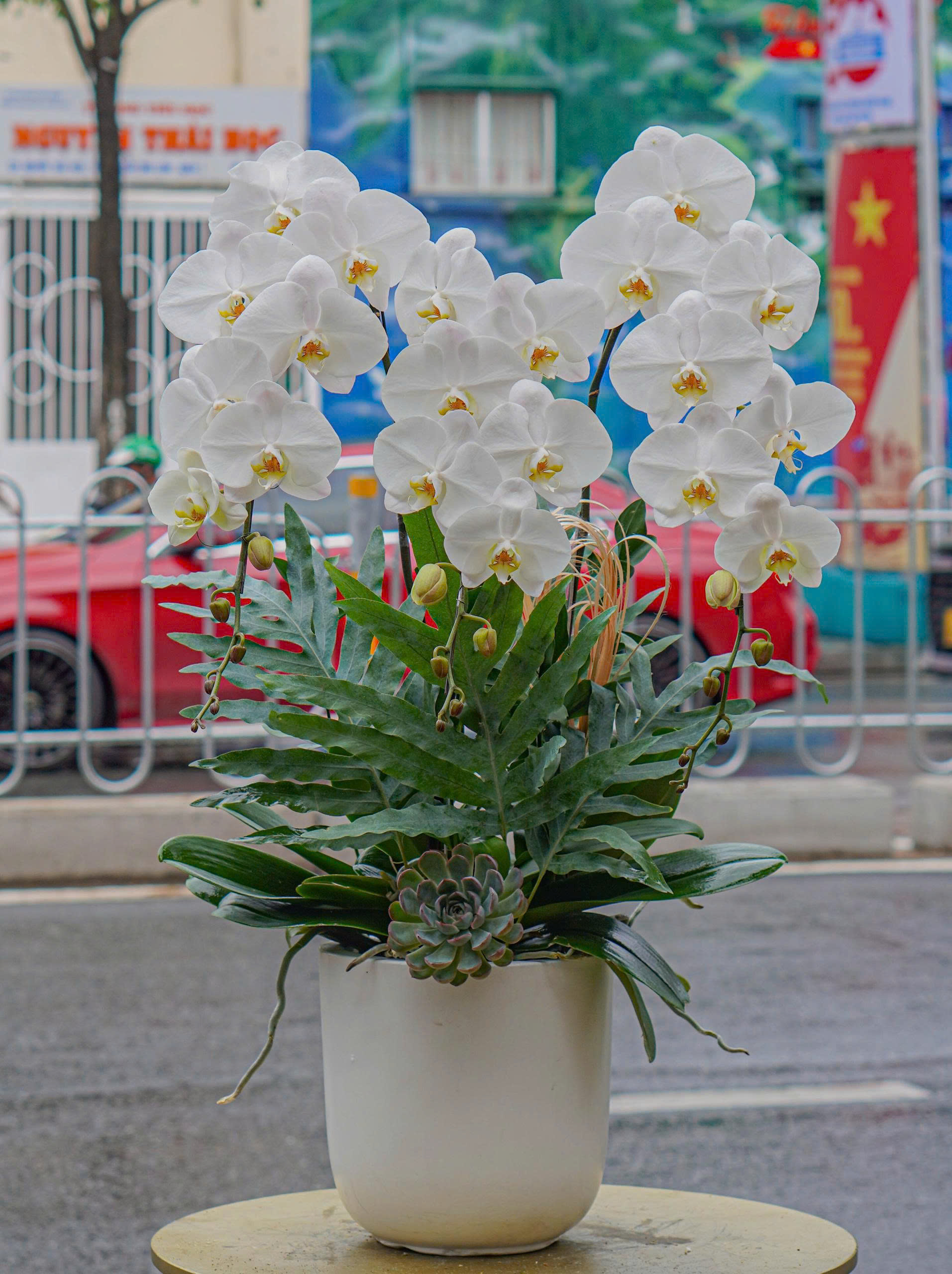 Chậu Lan Hồ Điệp KG39