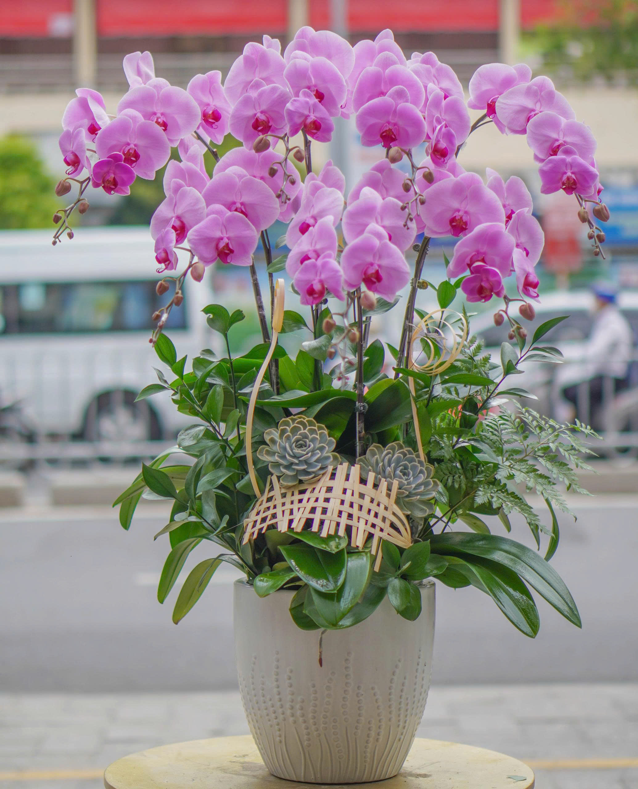 Chậu Lan Hồ Điệp KG57
