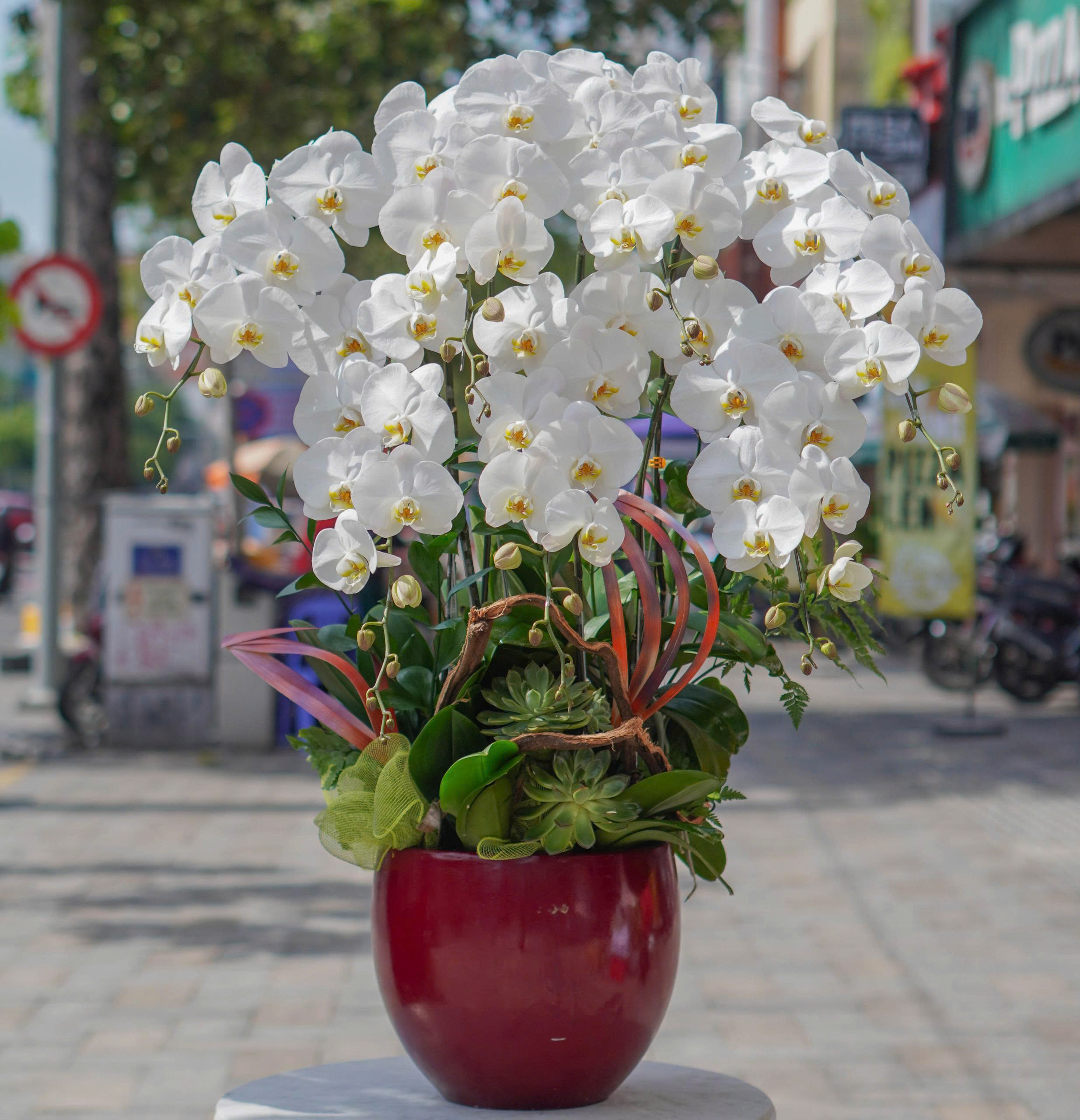 Chậu Lan Hồ Điệp KG45