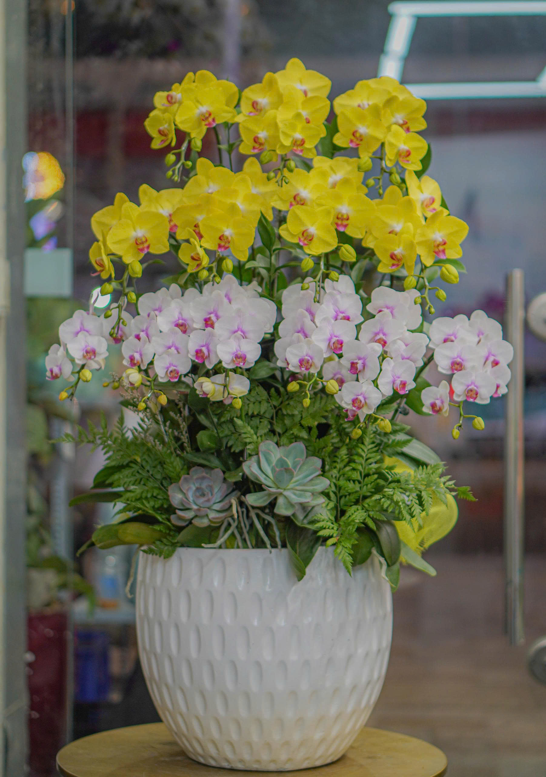 Chậu Lan Hồ Điệp KG52