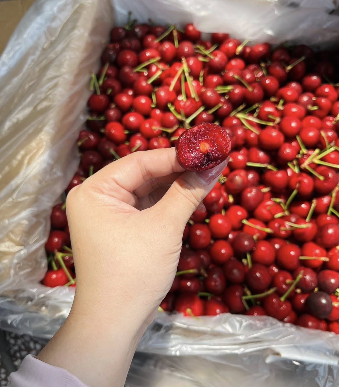 Cherry Mỹ Hearts Delight size 9