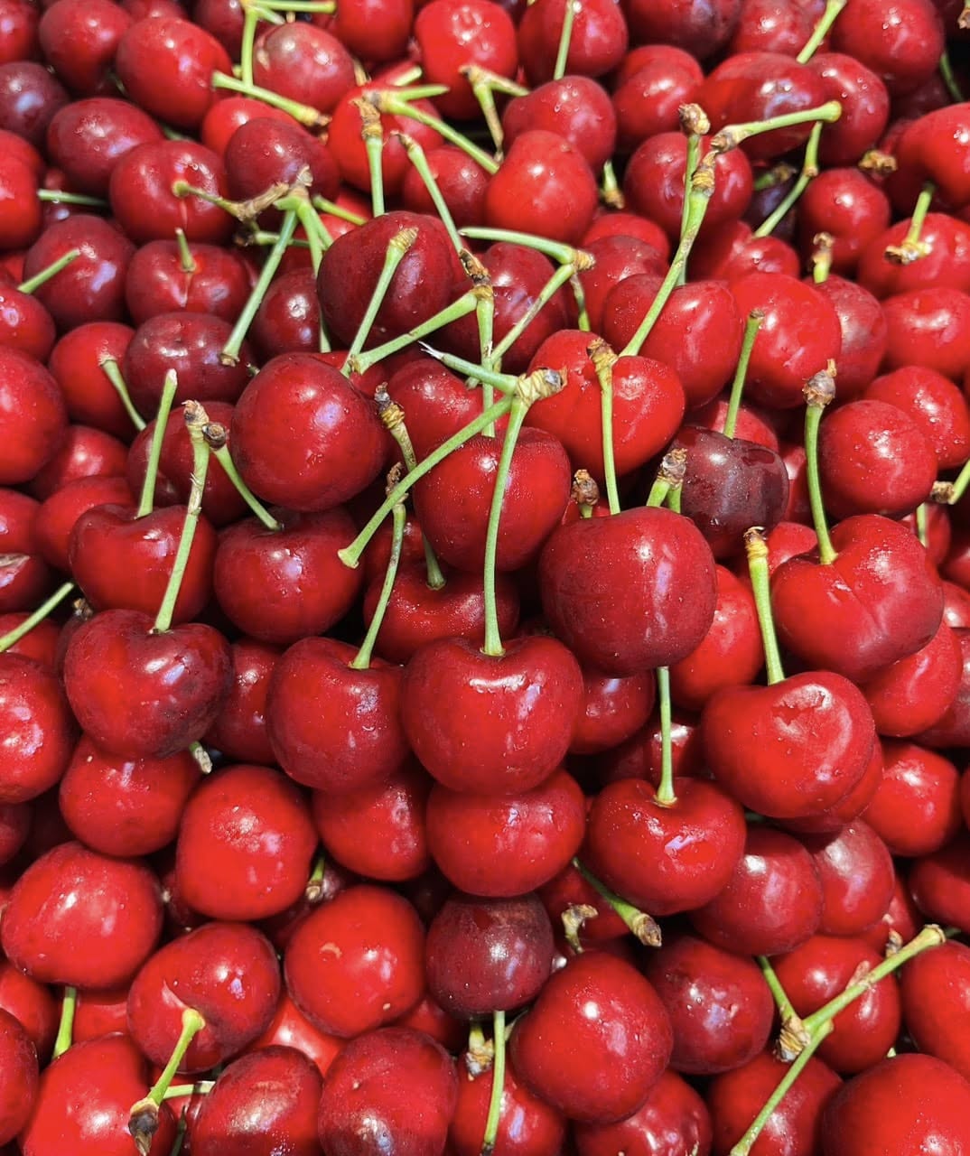 Cherry Mỹ Hearts Delight size 9