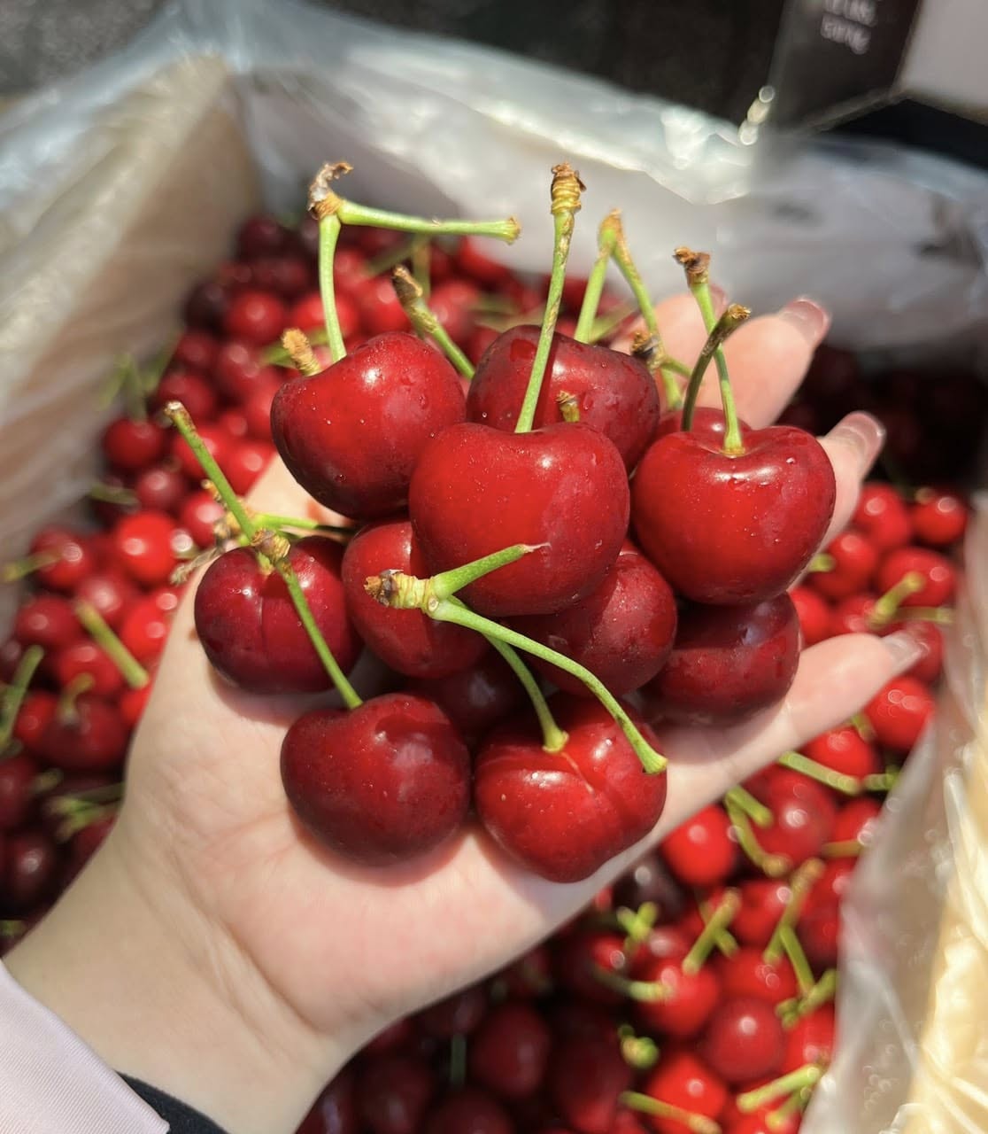 Cherry Mỹ Hearts Delight size 9