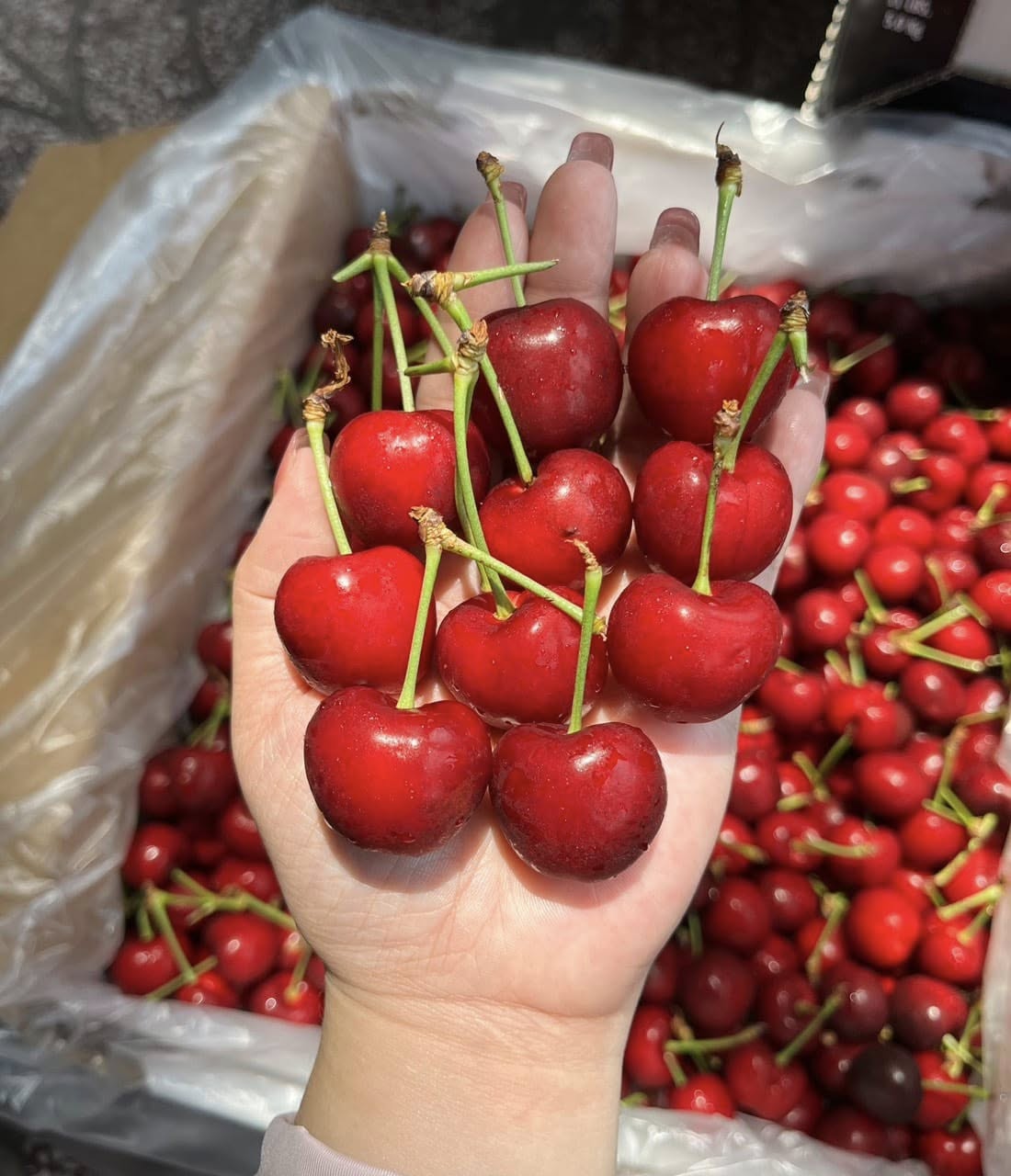 Cherry Mỹ Hearts Delight size 9