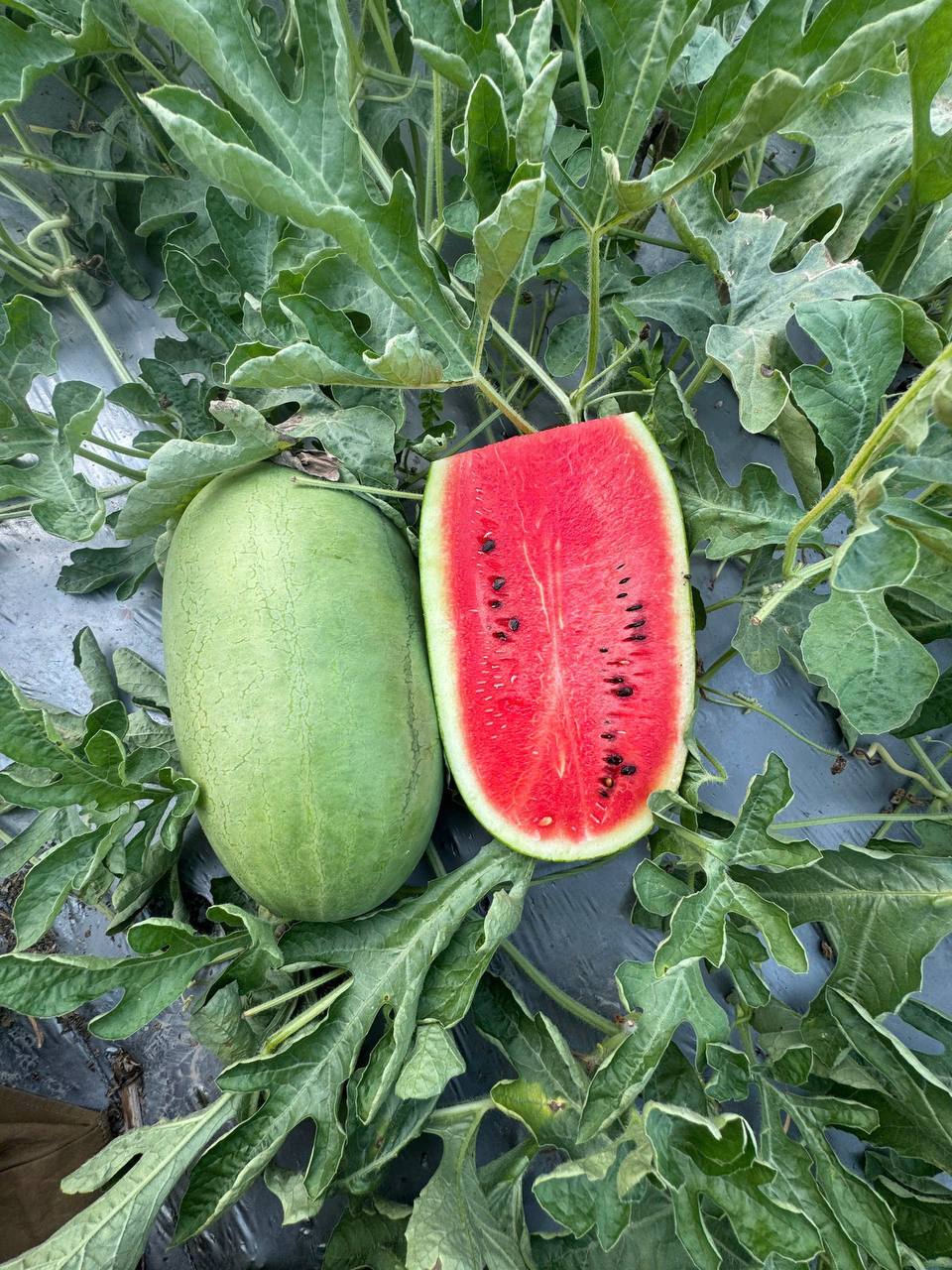 Dưa Hấu Đường