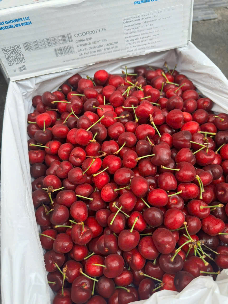 Cherry Mỹ Stemilt size 10