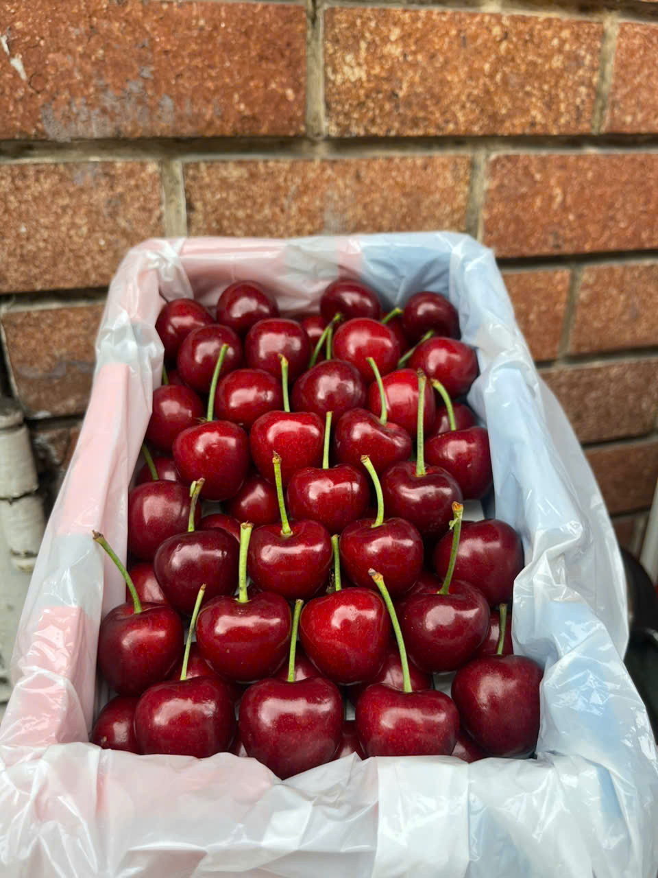 Cherry Nội Địa Trung 5J Siêu To/1KG