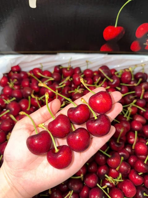 Cherry Mỹ MORADA Size 9.5