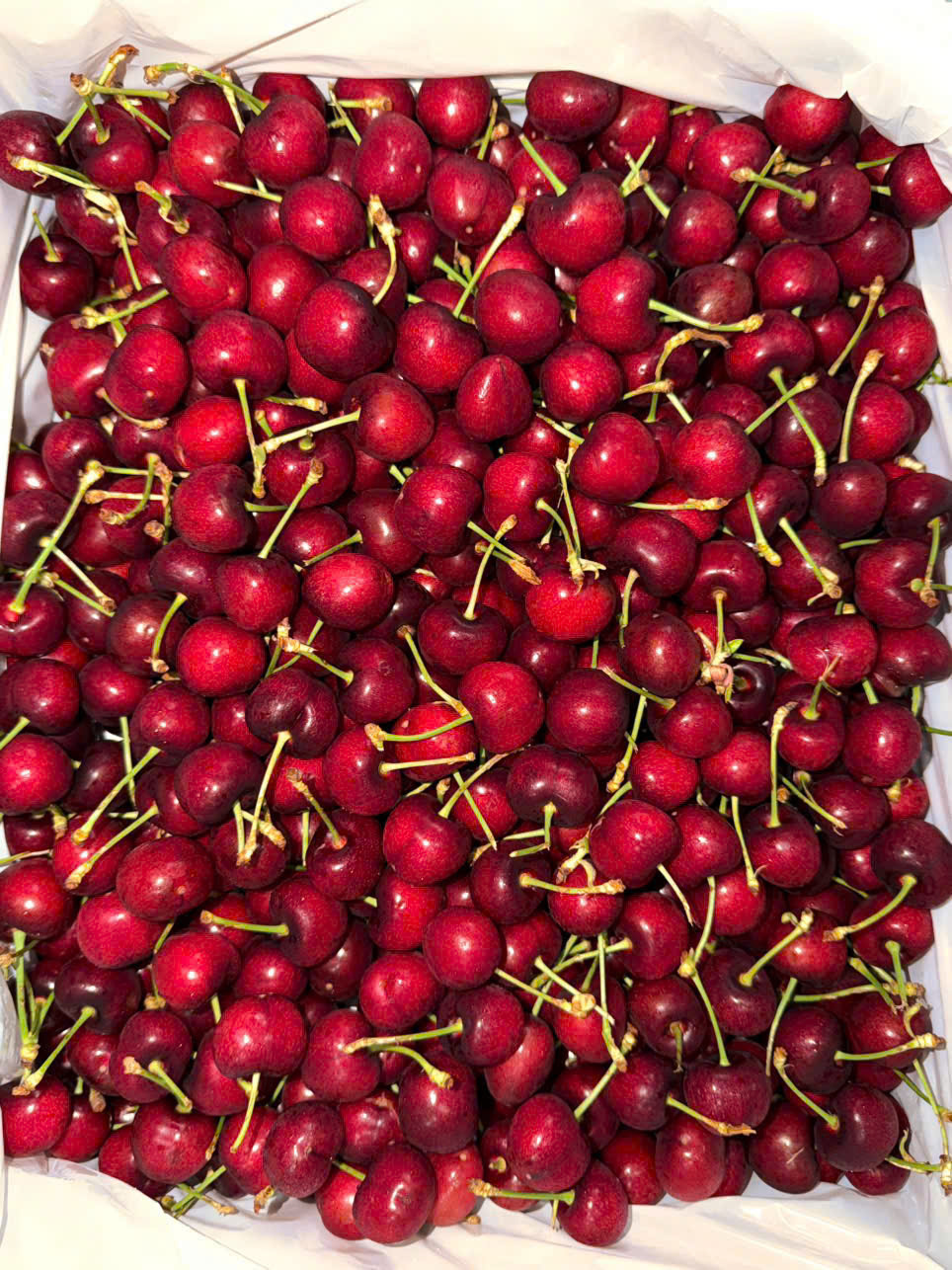 Cherry Mỹ MORADA Size 9.5