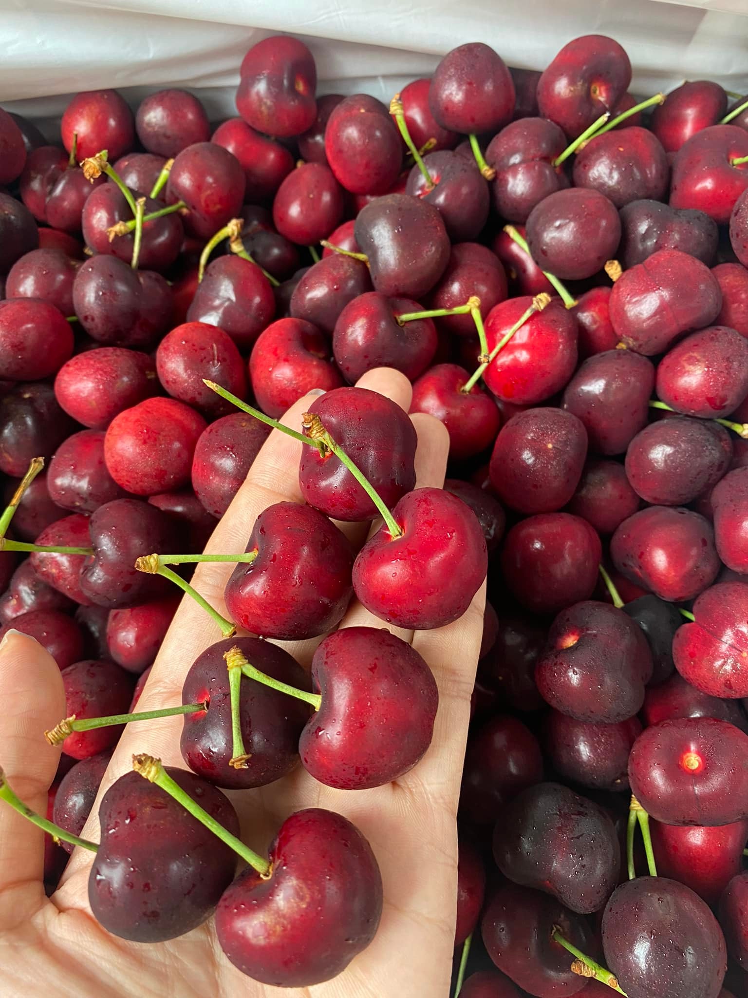 Cherry Mỹ Stemilt size 10