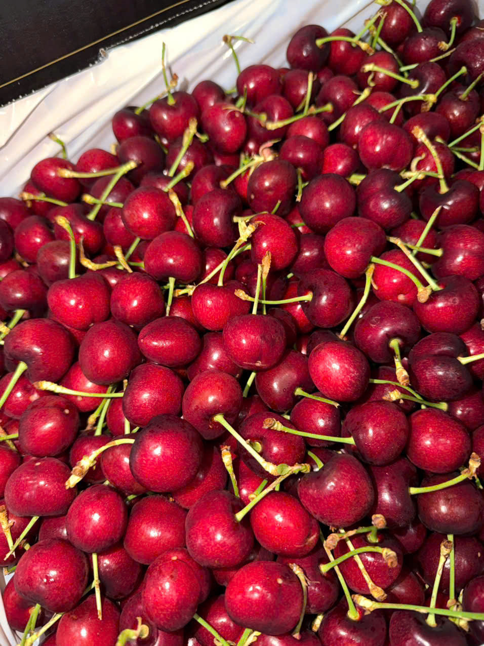 Cherry Mỹ MORADA Size 9.5